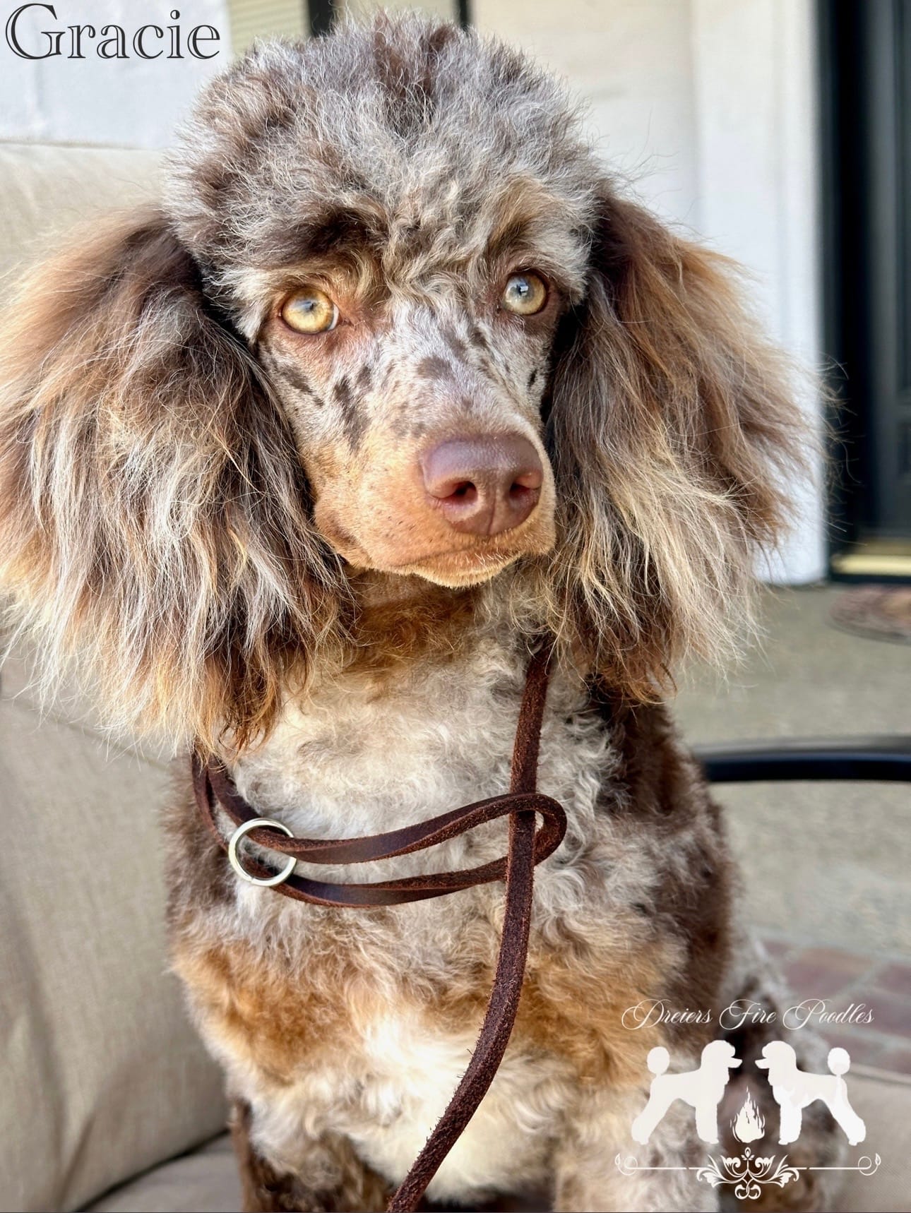 Gracie – Poodle - Miniature  puppy for sale in Marysville, CA