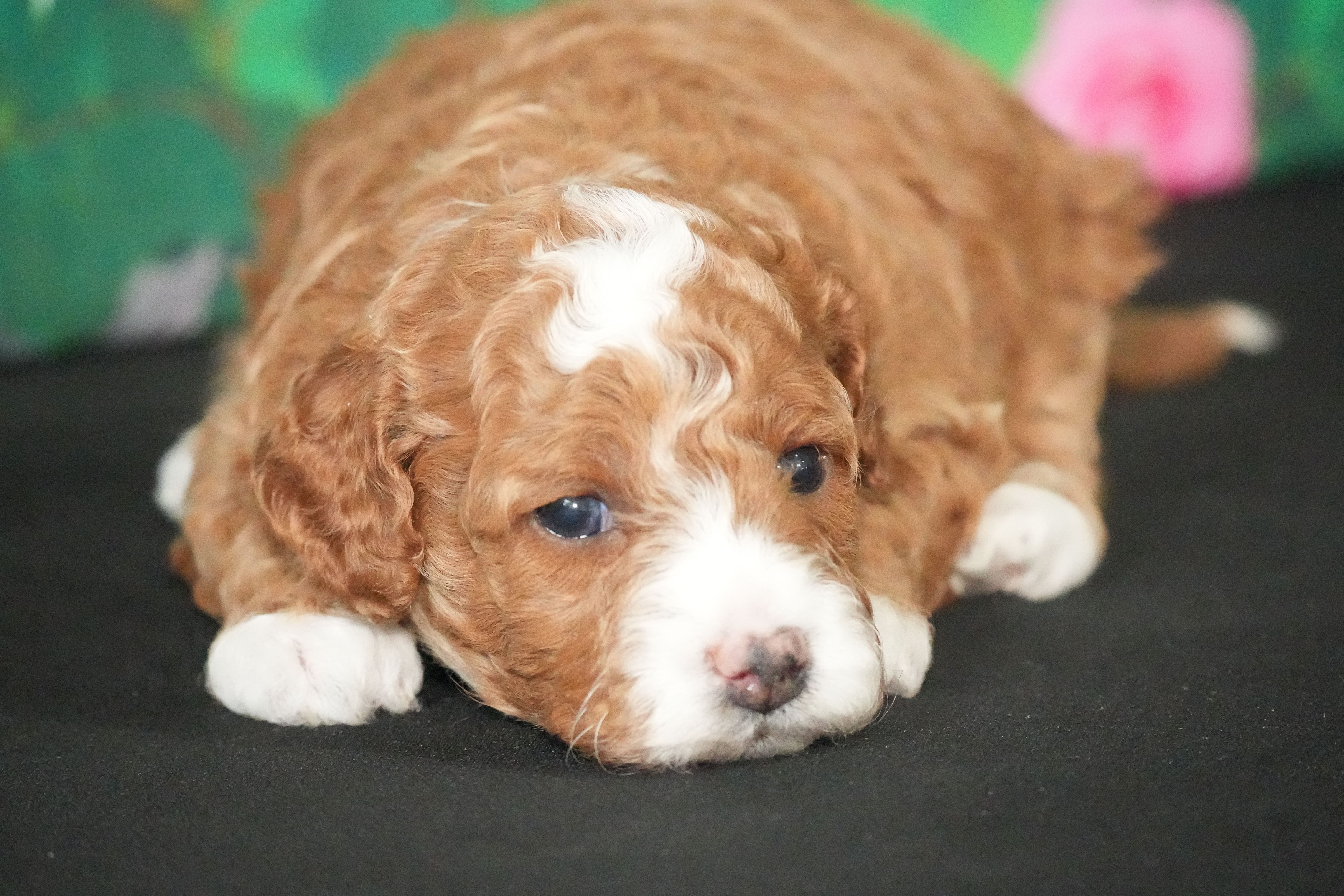 Hillary – Cavapoo puppy for sale in Ligonier, IN
