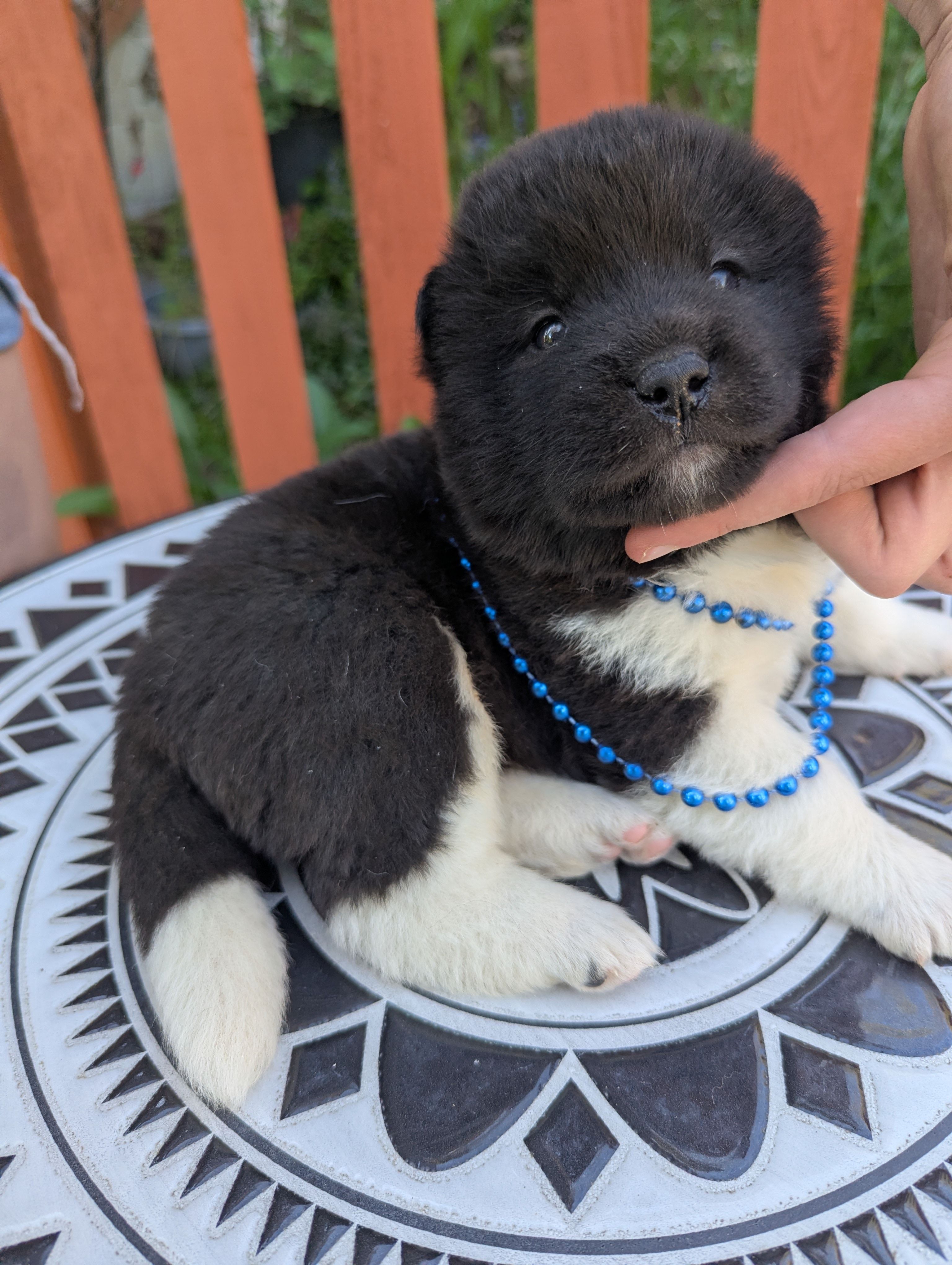 Embark tested parents  – Akita puppy for sale in Grants Pass, OR