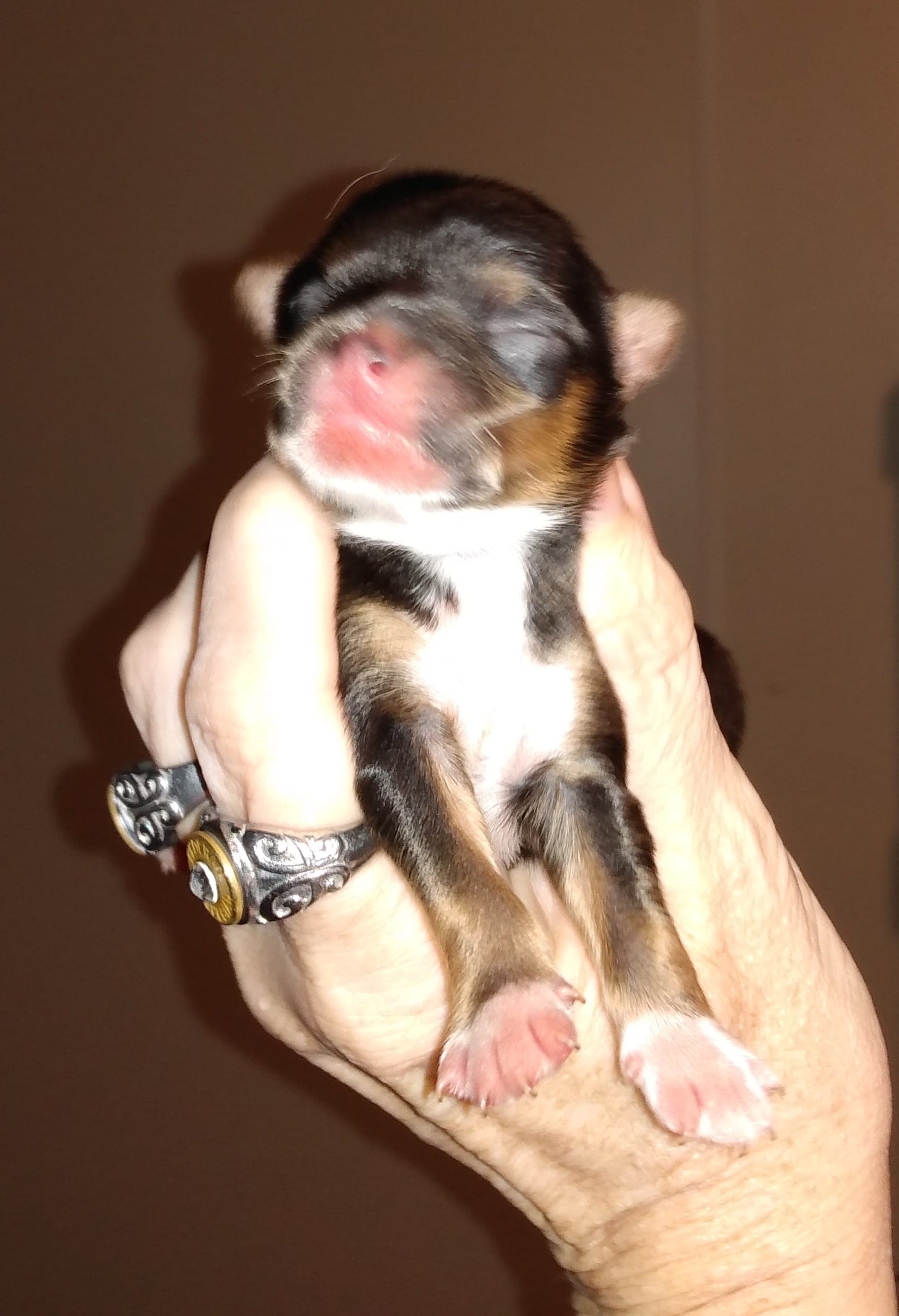 Gracie Sonny boy – Chihuahua puppy for sale in Sebring, OH