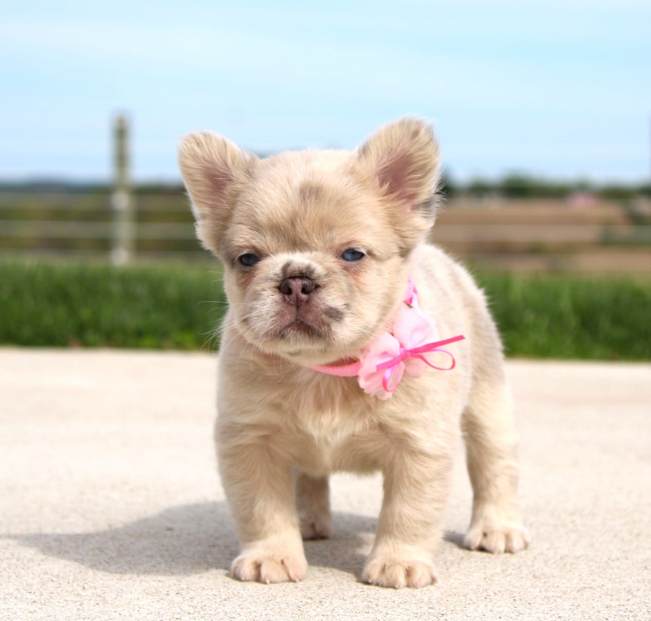 Misty, a female French Bulldog for sale in Fresno, OH – Photo 6 of 8
