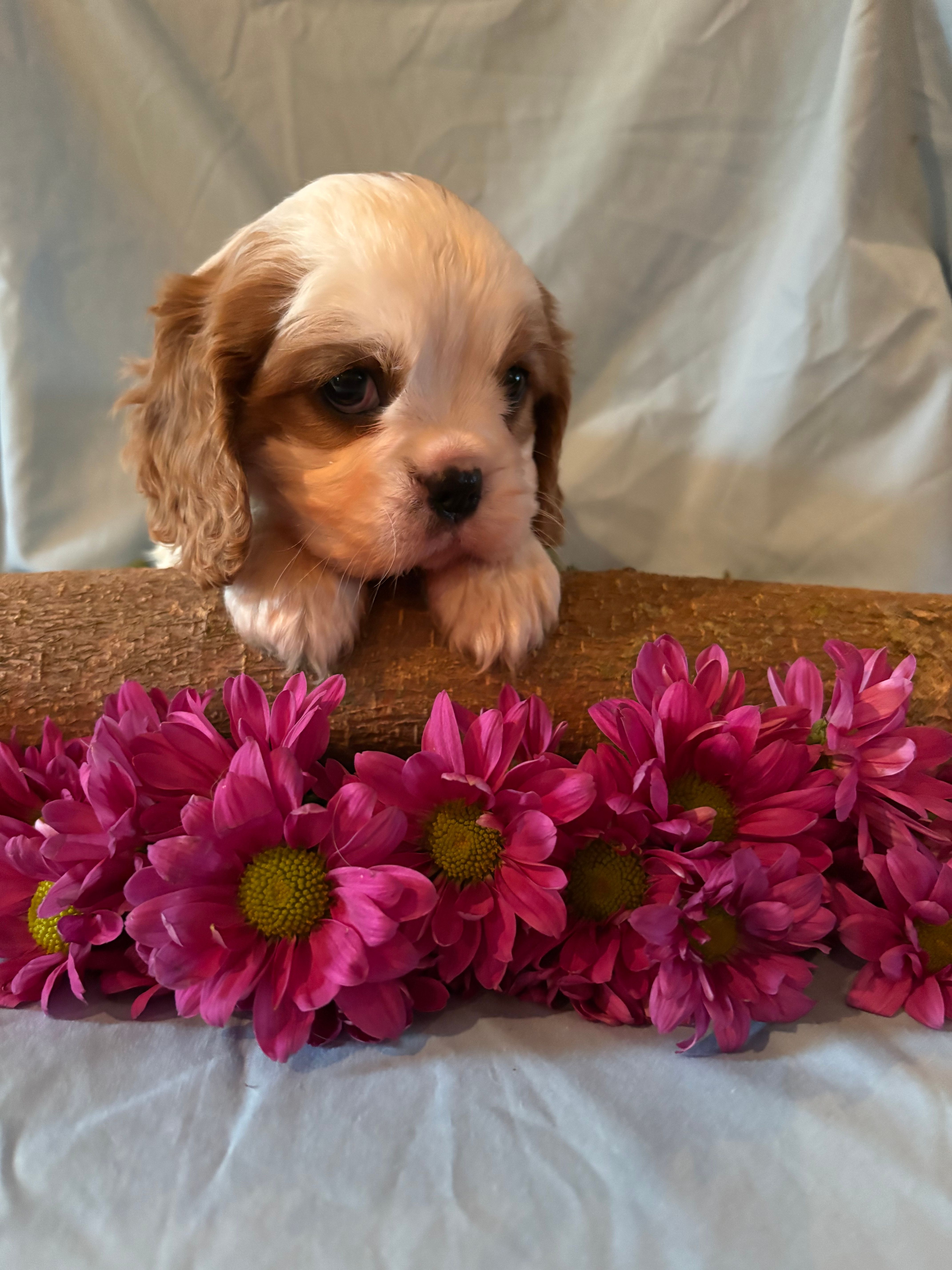 AKC Daisy – Cavalier King Charles Spaniel puppy for sale in Taylorsville, KY