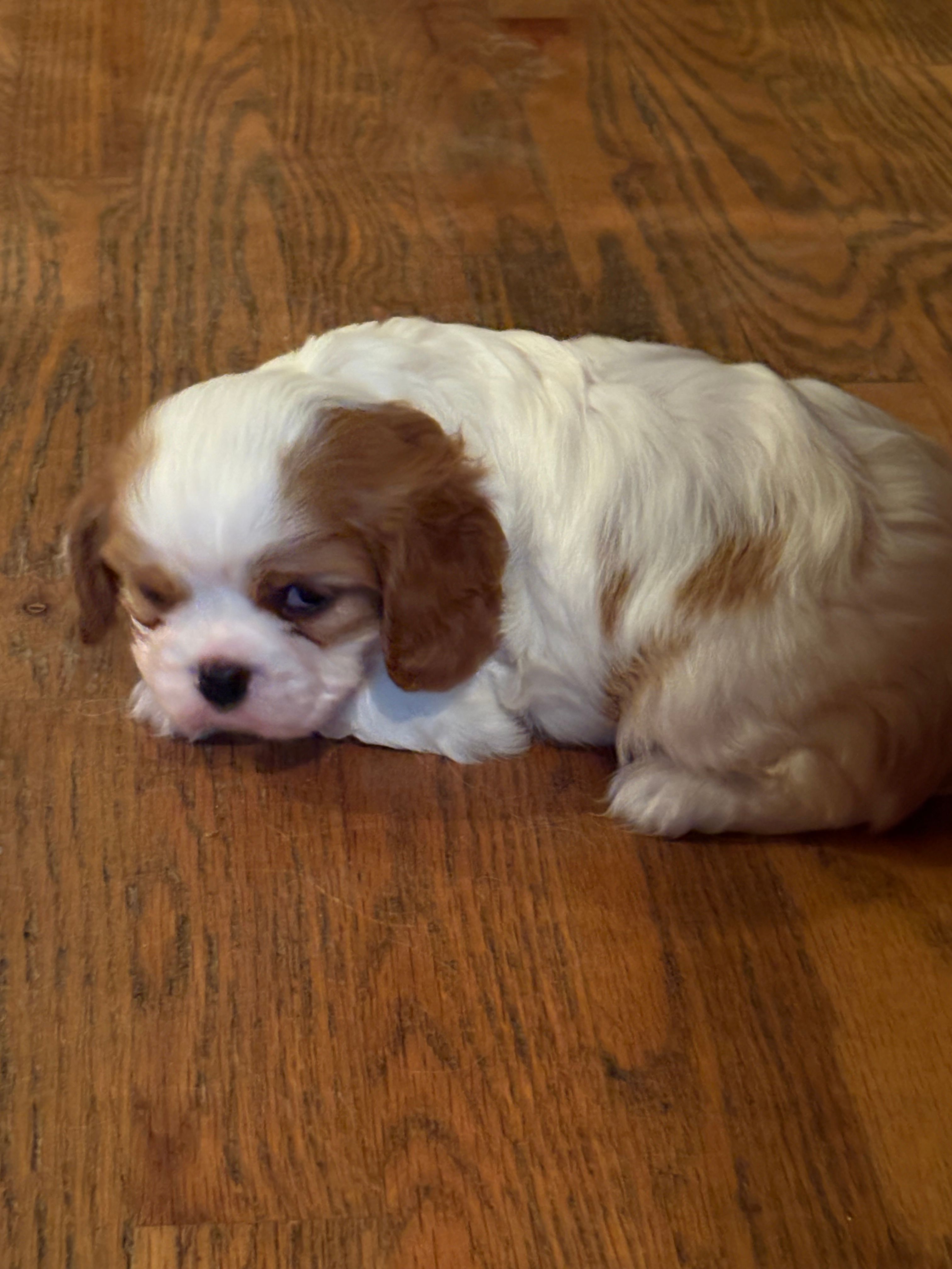 AKC Dougie – Cavalier King Charles Spaniel puppy for sale in Taylorsville, KY