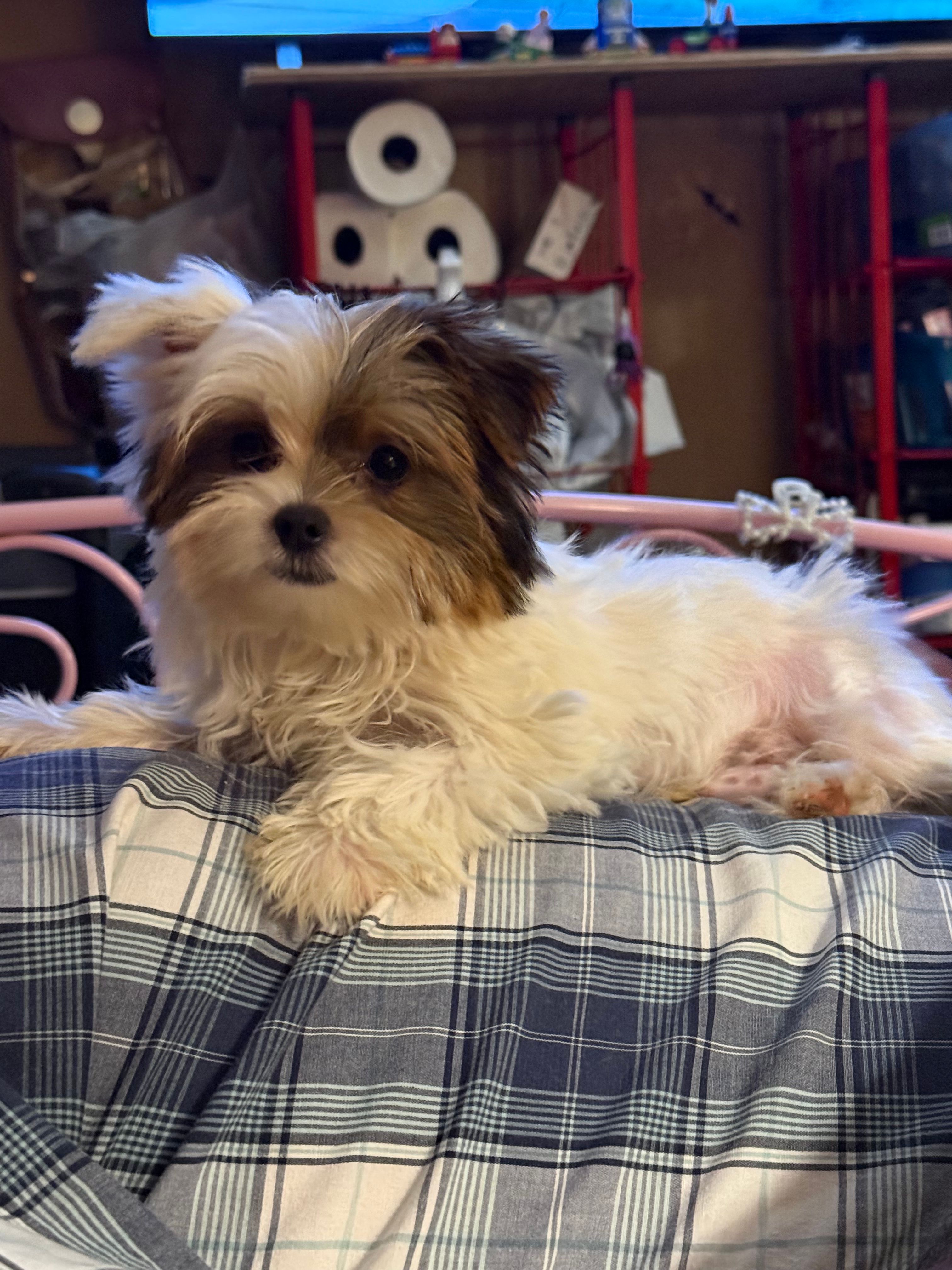 Milo – Yorkshire Terrier puppy for sale in Chesapeake, VA