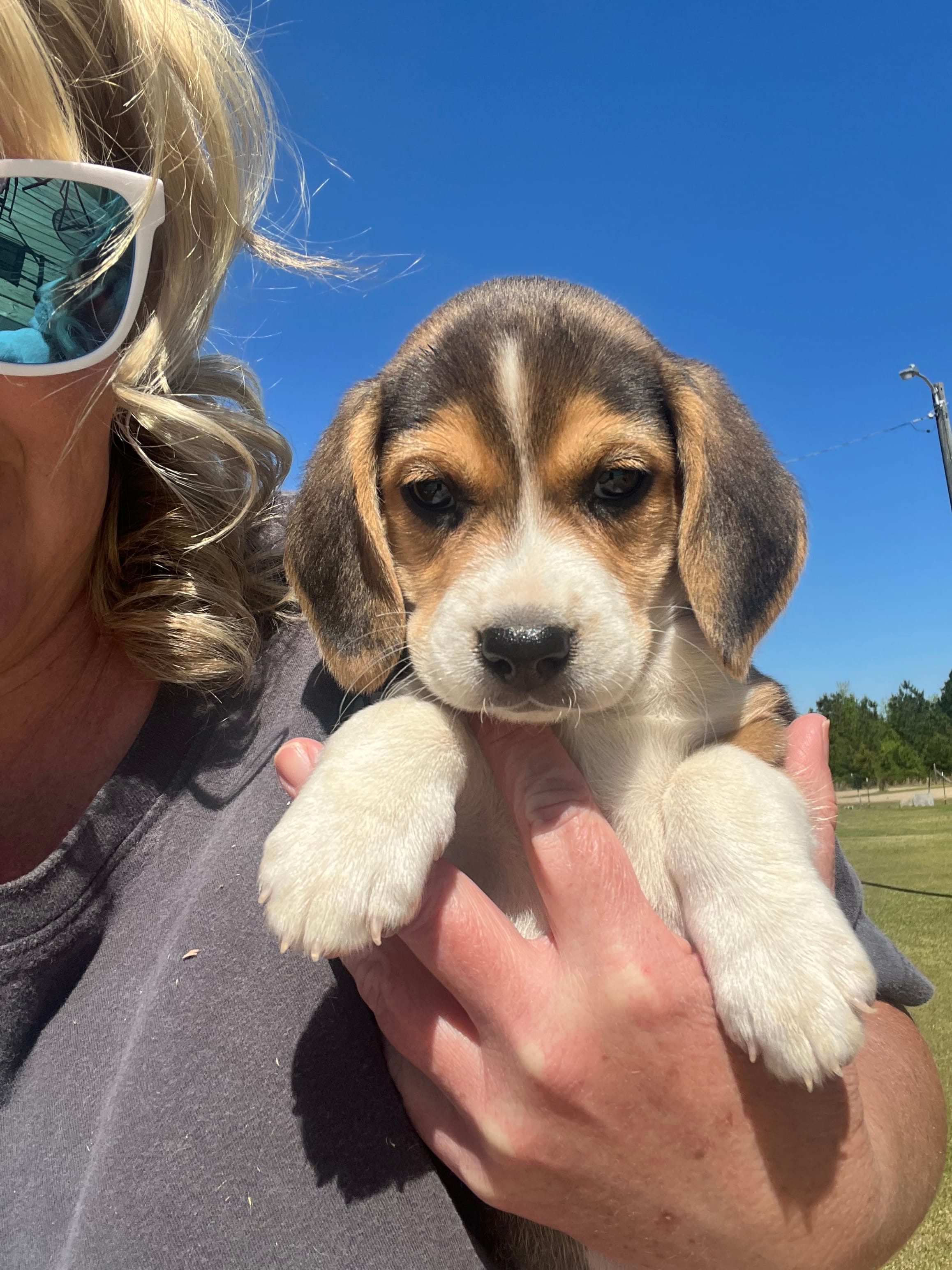 Girl 1 – Beagle puppy for sale in Bishopville, SC