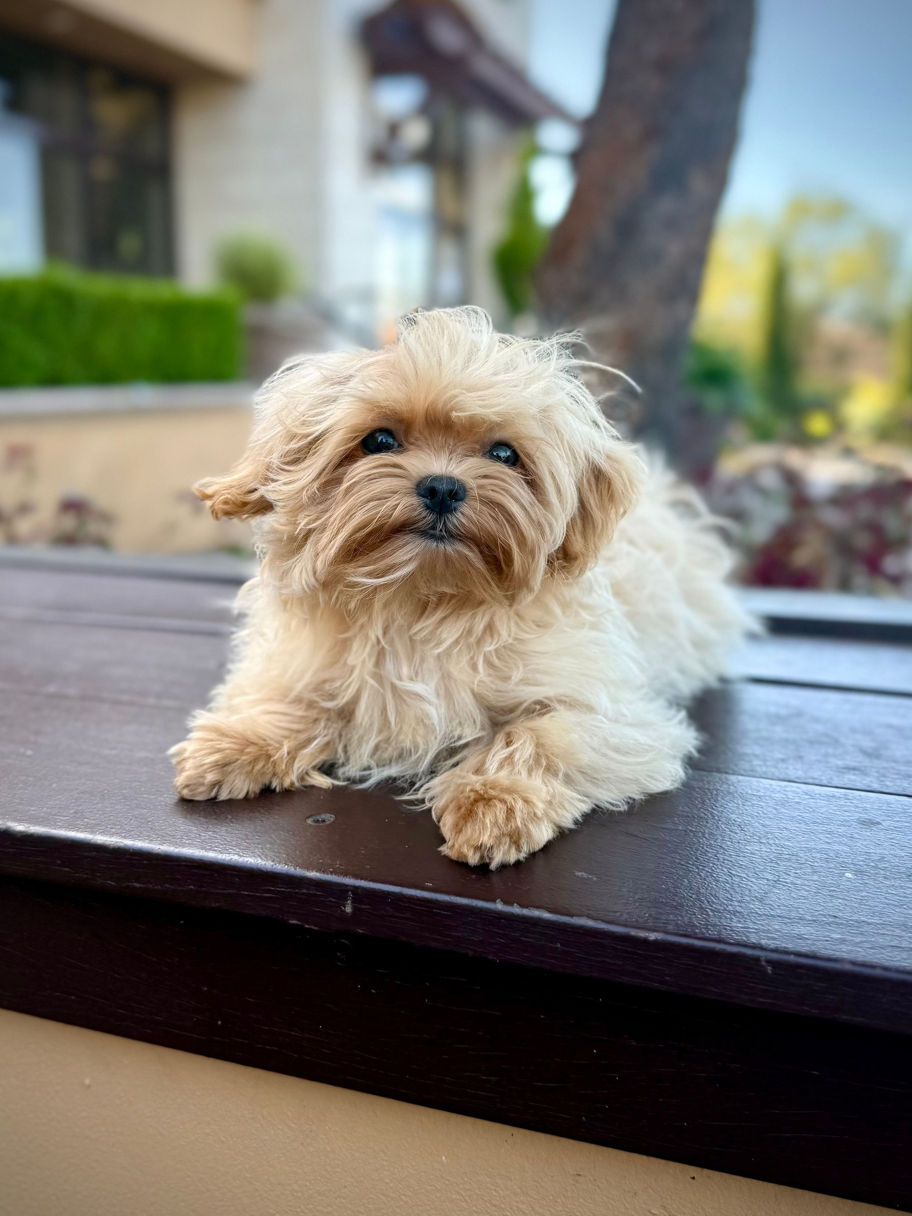 Tiny Maltipoo Male – Maltipoo puppy for sale in Roseville, CA