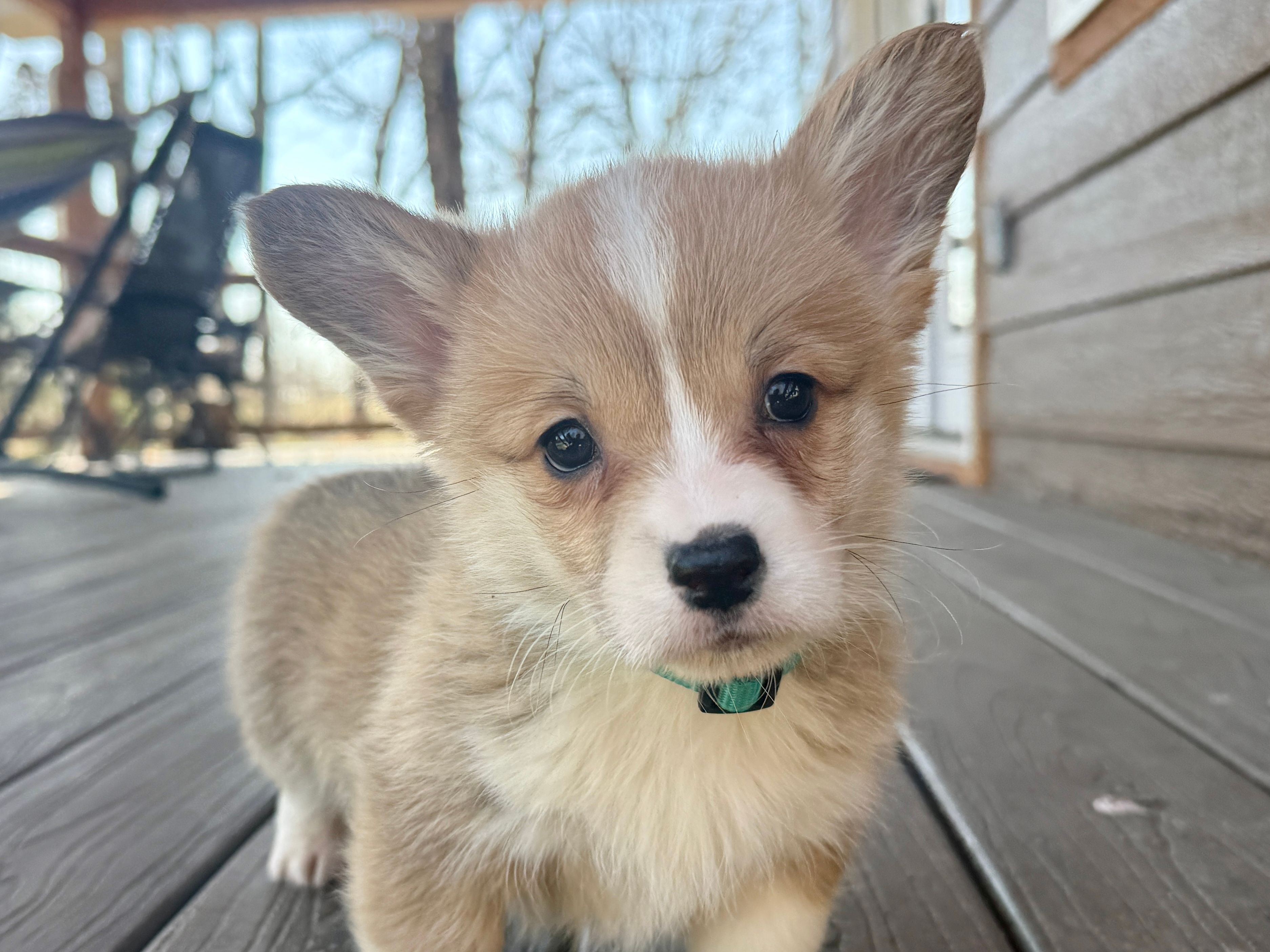 Amber – Pembroke Welsh Corgi puppy for sale in Marshfield, MO