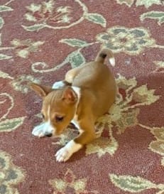 Oka 5 – Basenji puppy for sale in Lavon, TX