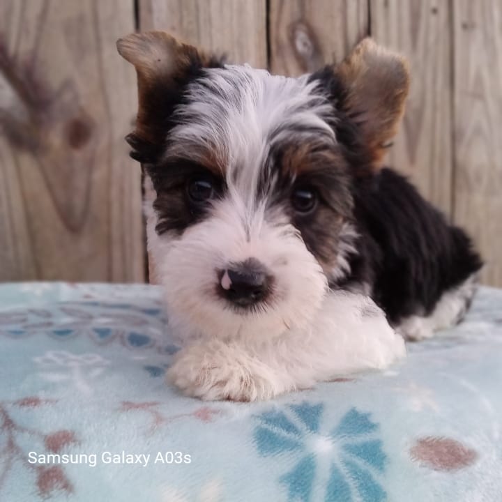 Ziggy – Yorkshire Terrier puppy for sale in Williston, FL