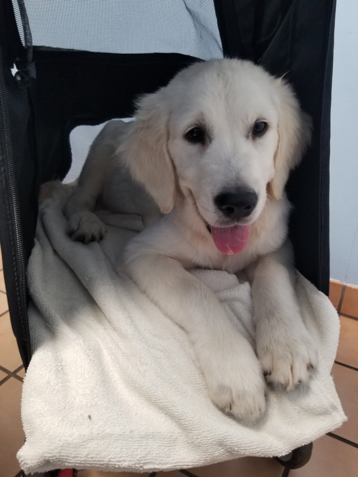 Shadow – Golden Retriever puppy for sale in Williston, FL