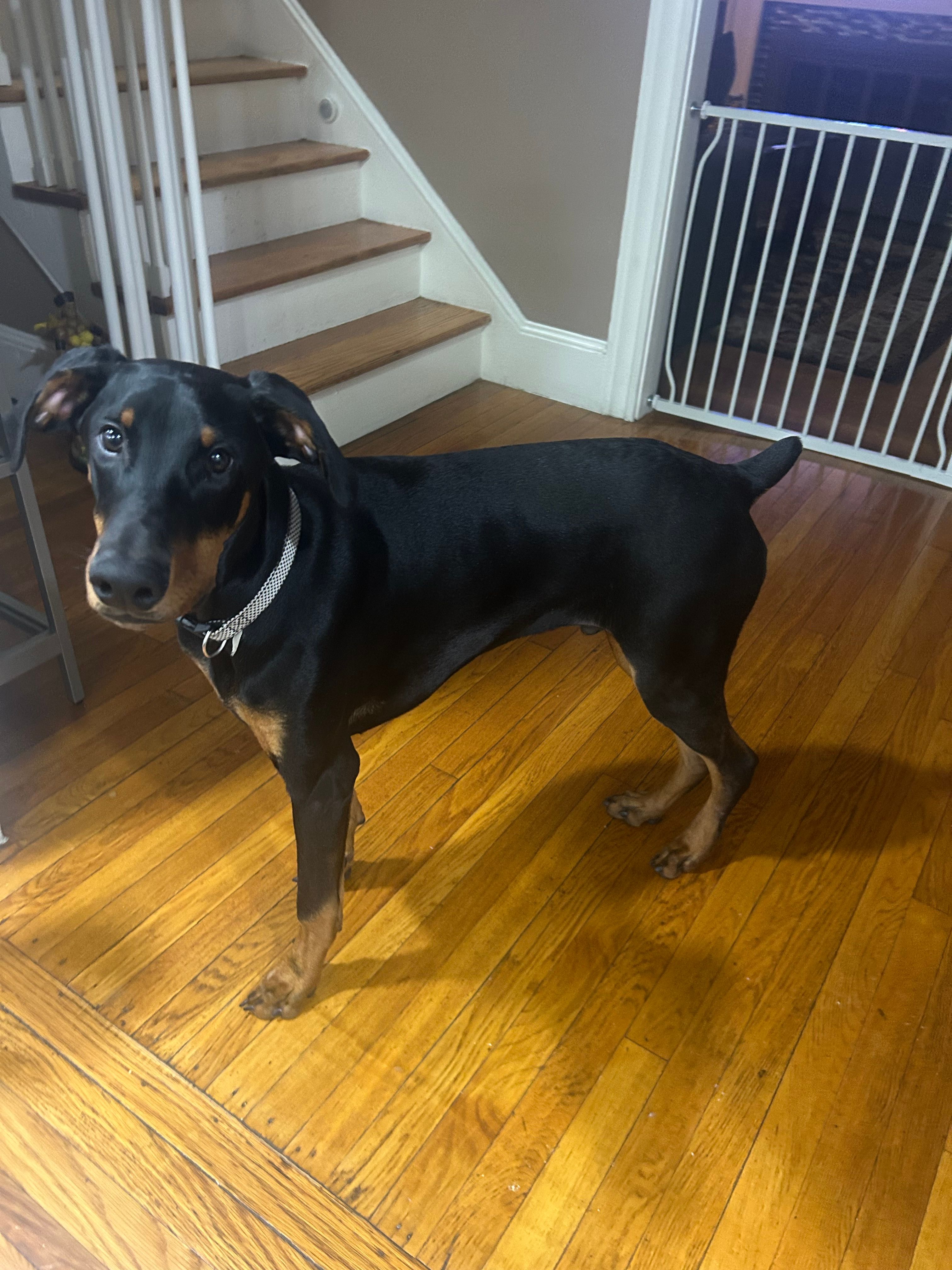 Kyro – Doberman Pinscher puppy for sale in Providence, RI