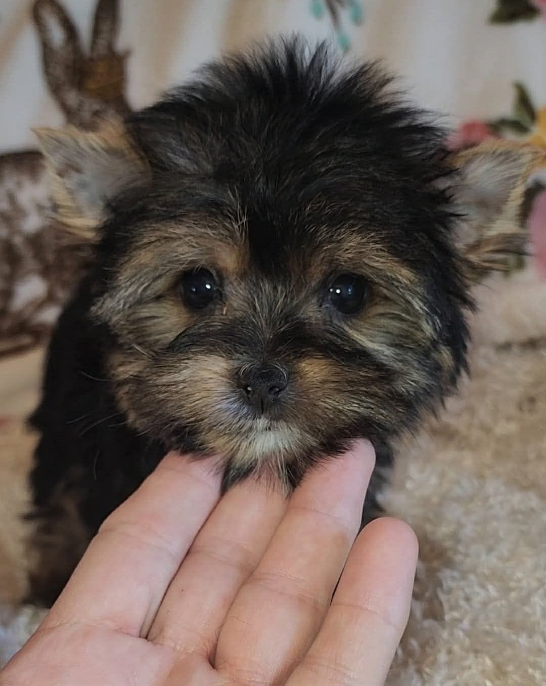 Teacup – Yorkshire Terrier puppy for sale in West Monroe, LA