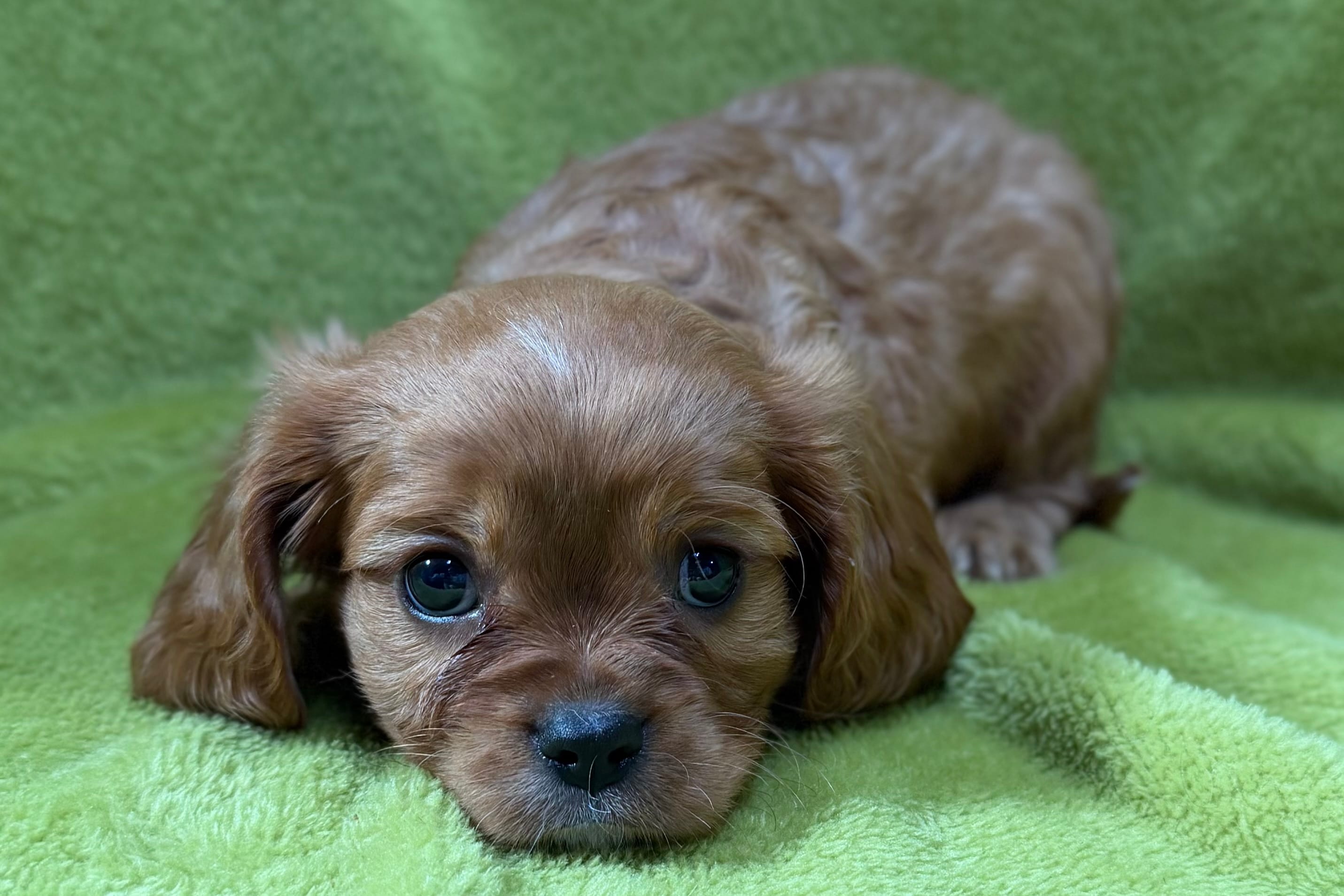Apollo – Cavalier King Charles Spaniel puppy for sale in Buffalo, MO