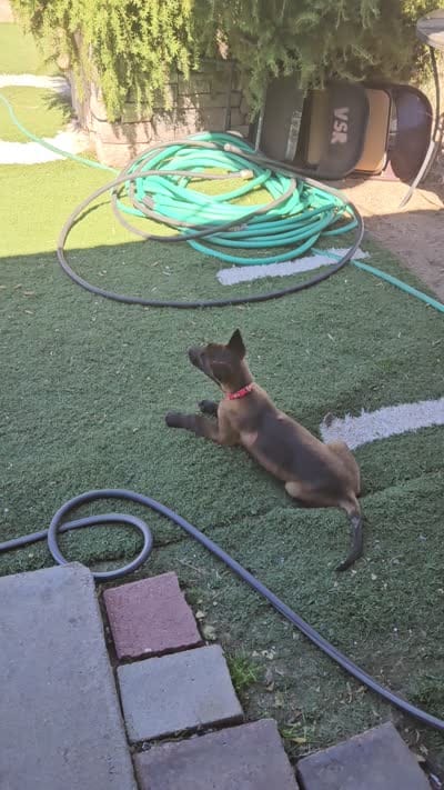 Orange mali, a female Belgian Malinois for sale in Wrightwood, CA – 2 of 3