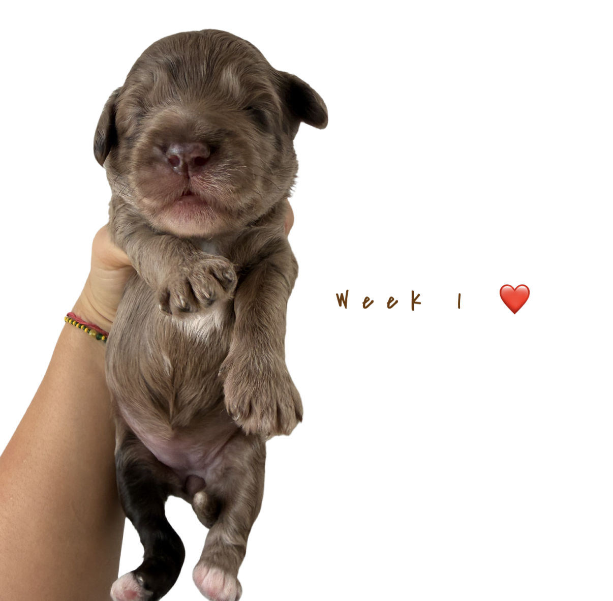 Willow  – Goldendoodle puppy for sale in Kendall, FL