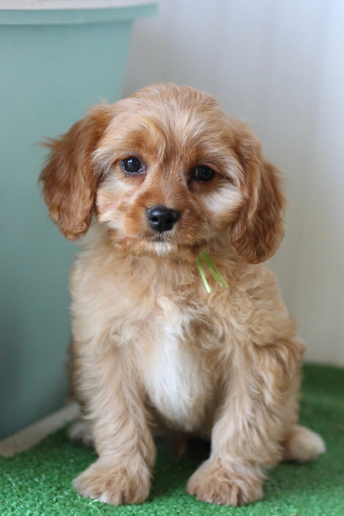 Basil – Cavapoo puppy for sale in Fort Worth, TX