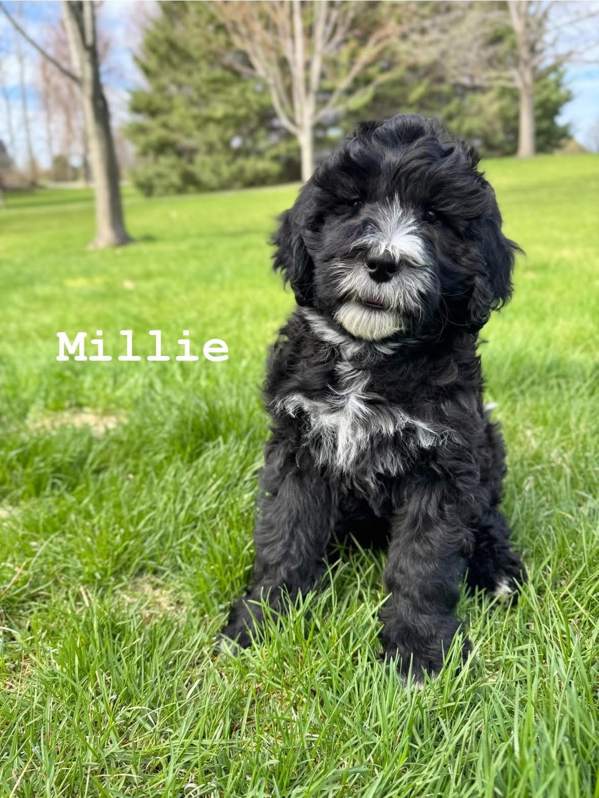 Millie – Goldendoodle, Golden Mountain Doodle puppy for sale in South Haven, MN