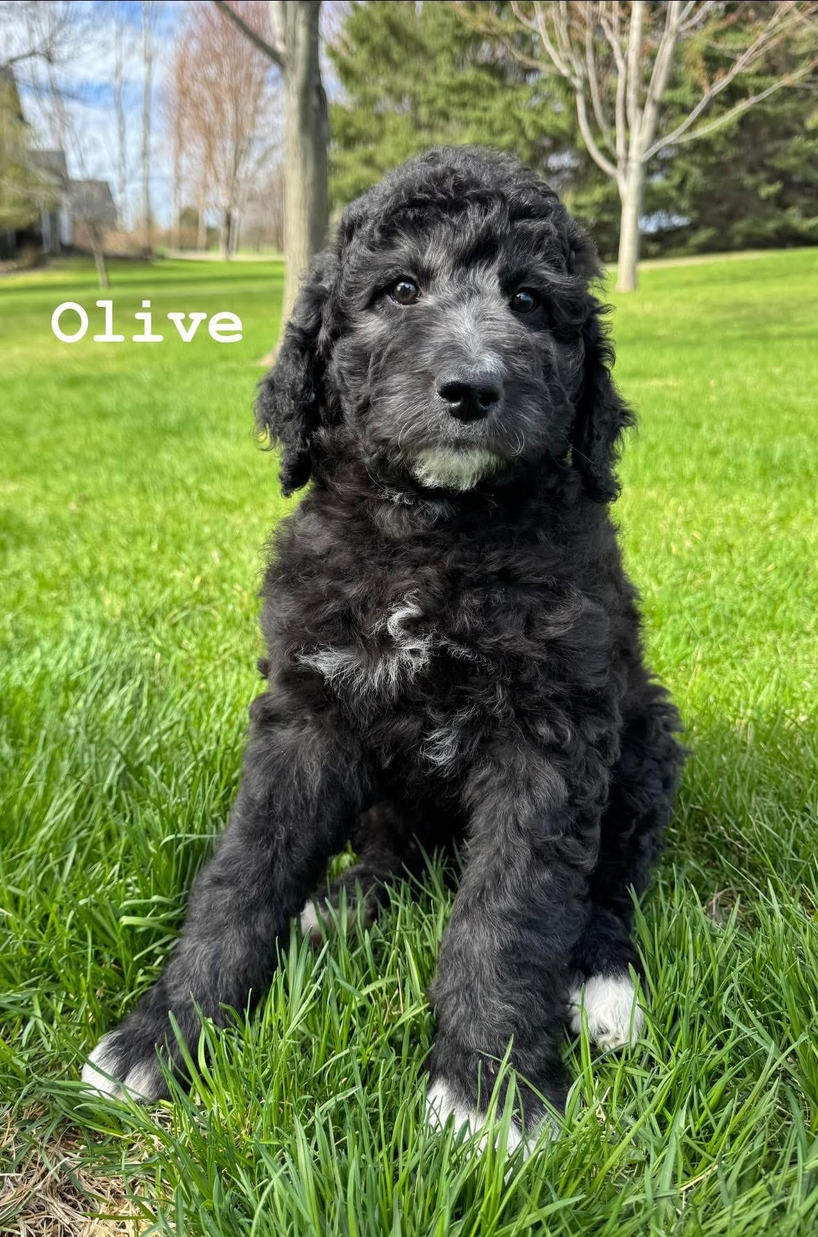 Olive – Goldendoodle, Golden Mountain Doodle puppy for sale in South Haven, MN