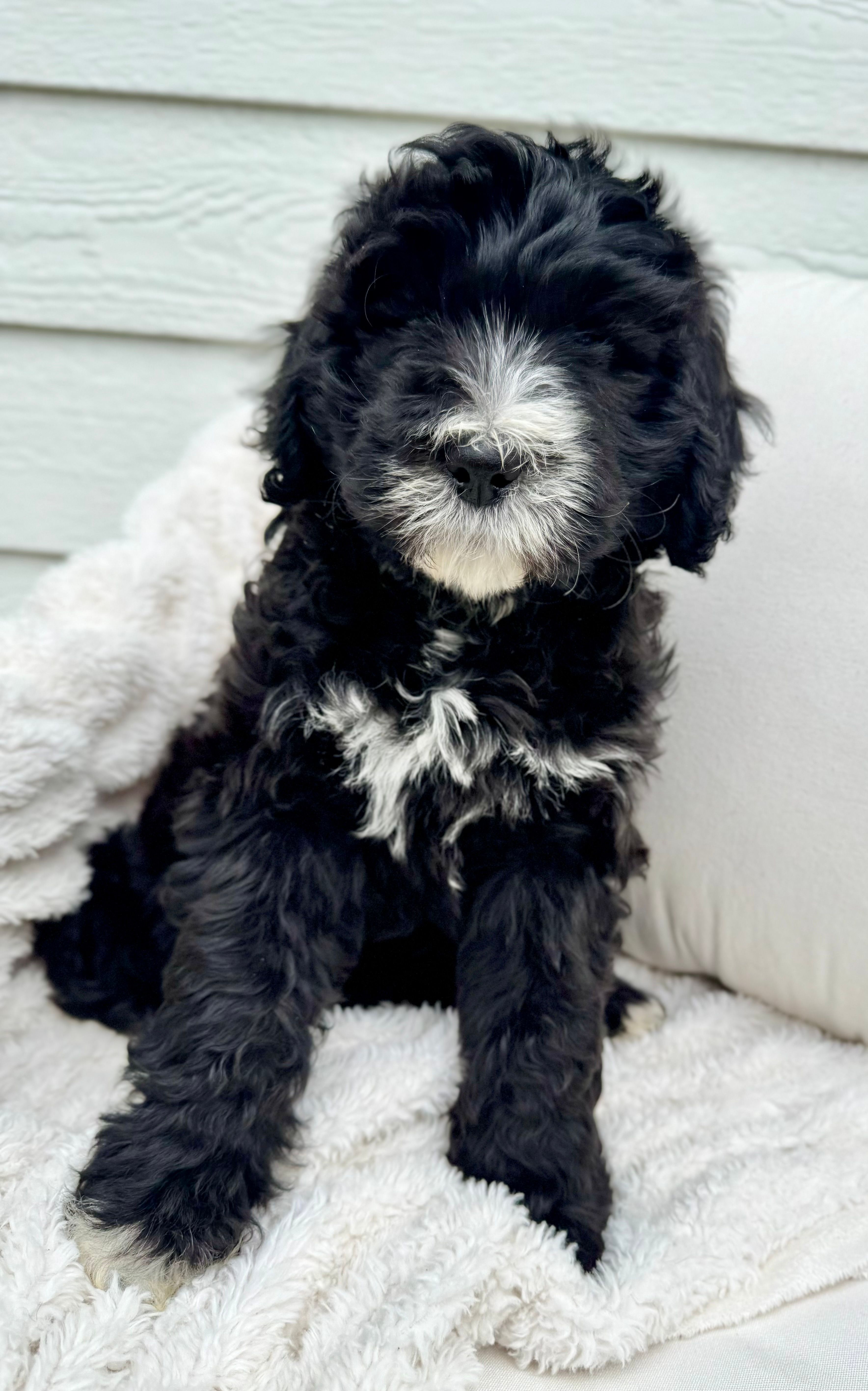 Millie – Golden Mountain Doodle puppy for sale in South Haven, MN