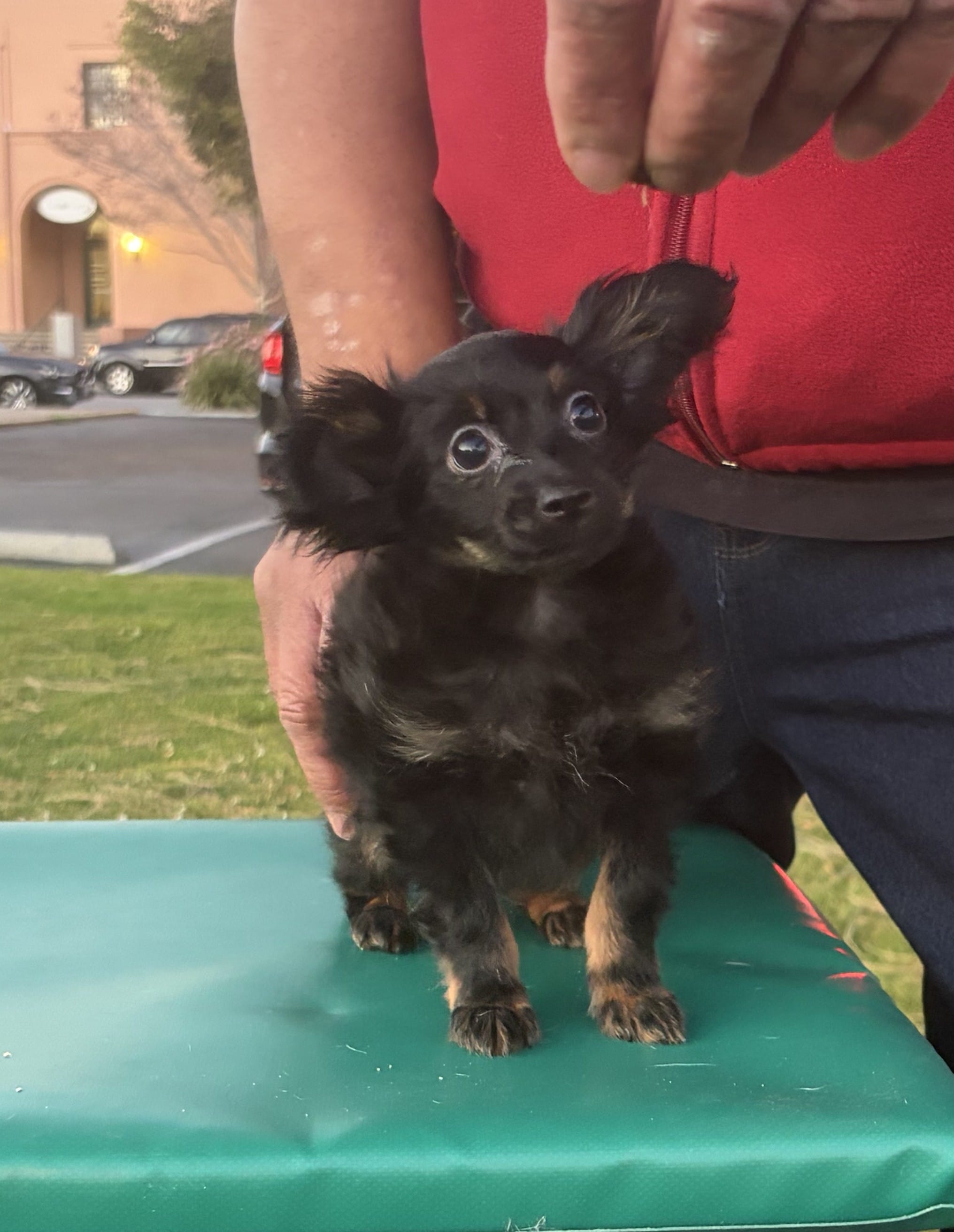 Puppy1 – Russkiy Toy puppy for sale in San Diego, CA