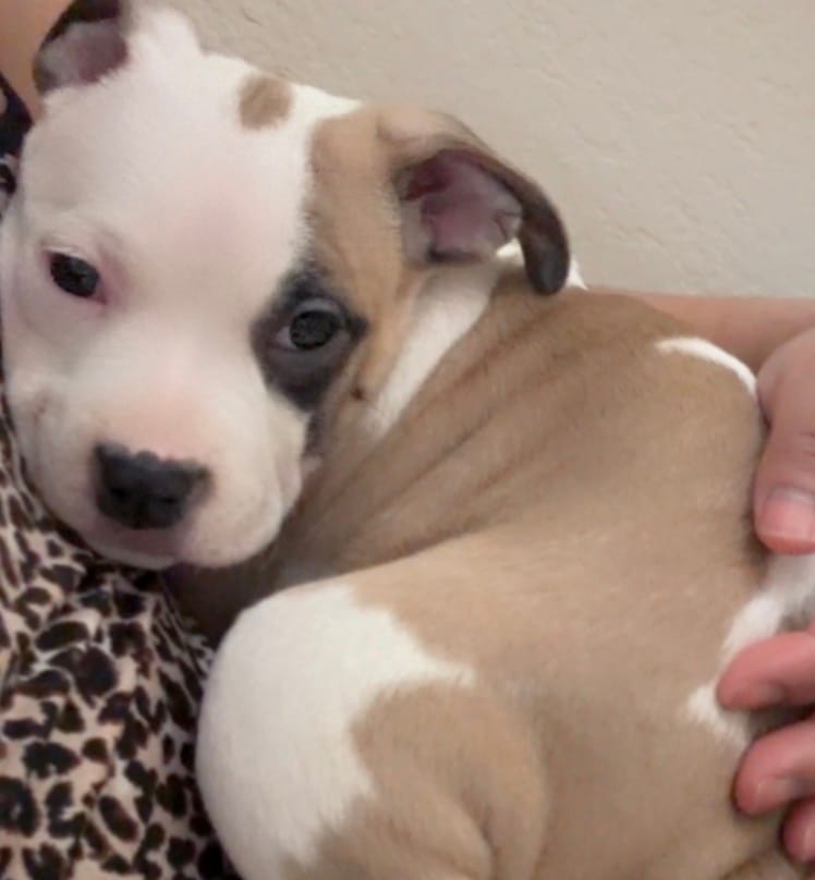 Sweetie  – American Pit Bull Terrier puppy for sale in Lansing, MI