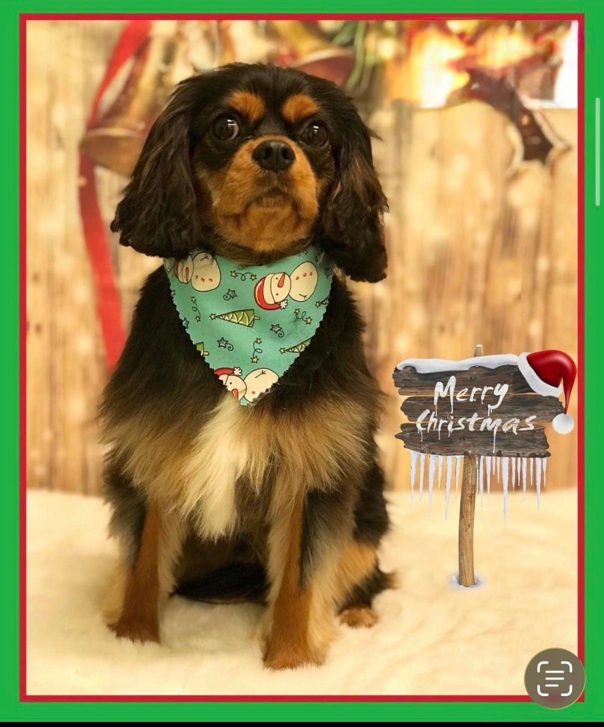 Ozoz – Cavalier King Charles Spaniel puppy for sale in Orlando, FL