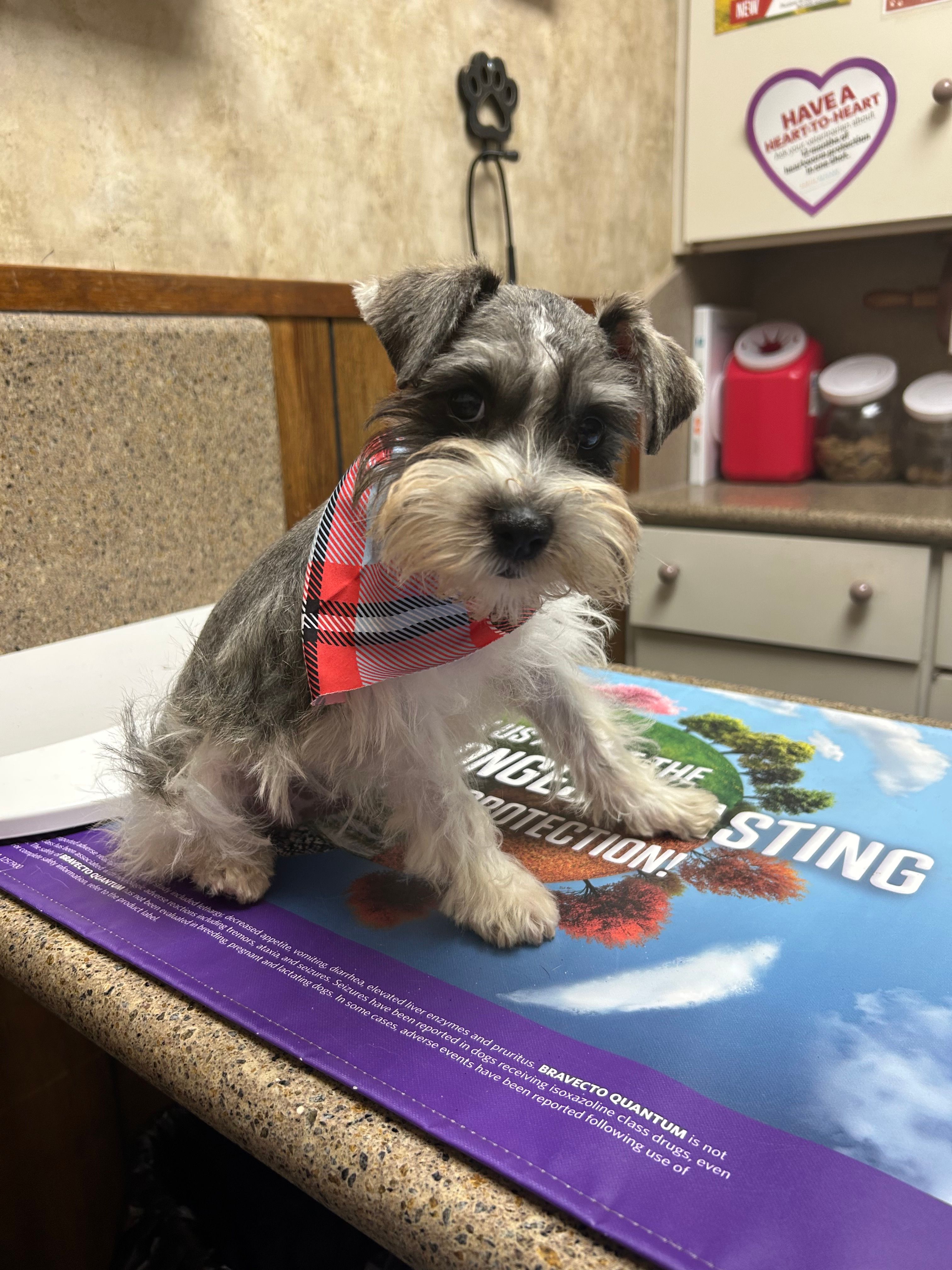 Tugger  – Miniature Schnauzer puppy for sale in Henderson, TX