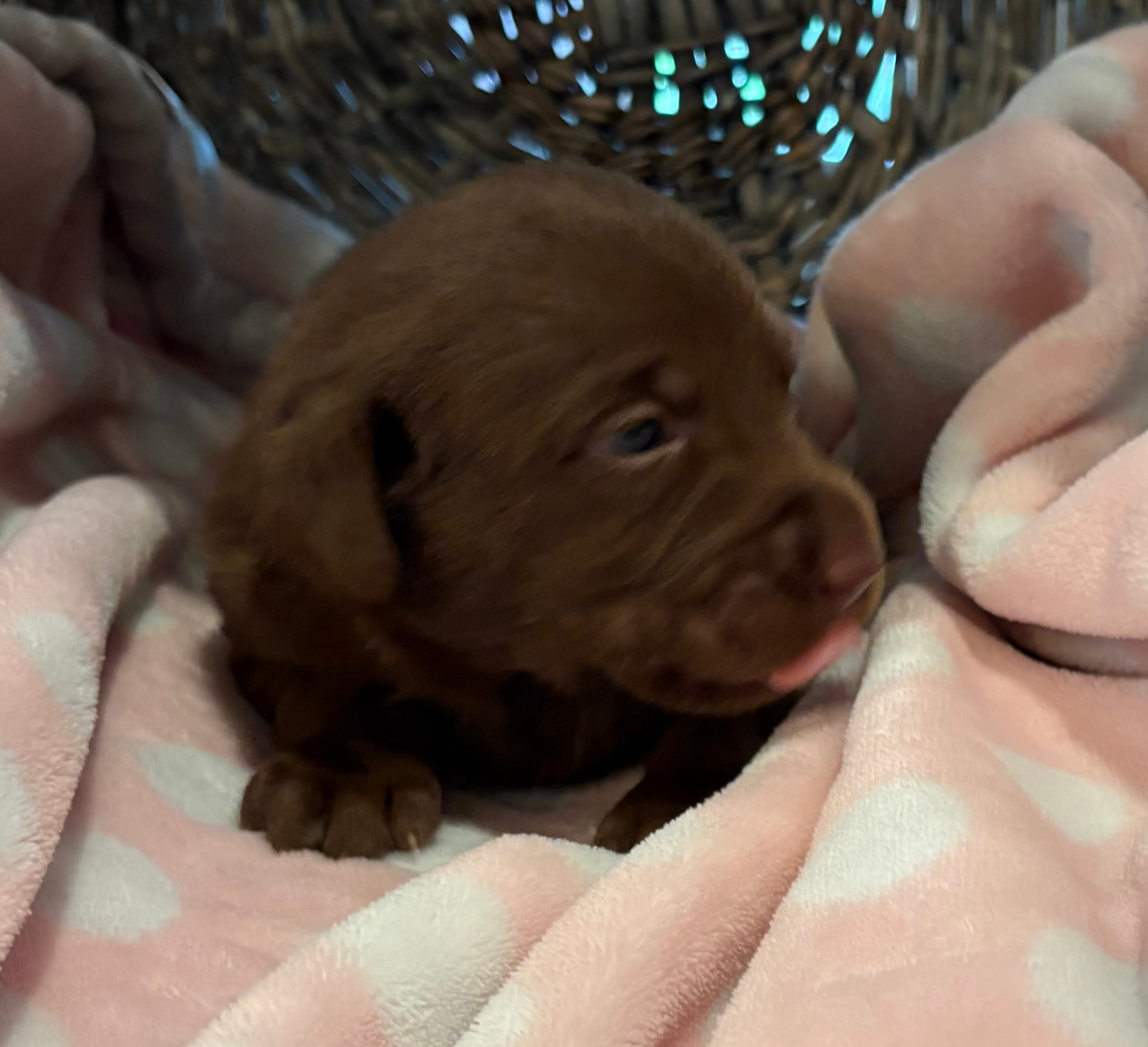 Belle  – Labrador Retriever puppy for sale in Lincolnton, NC