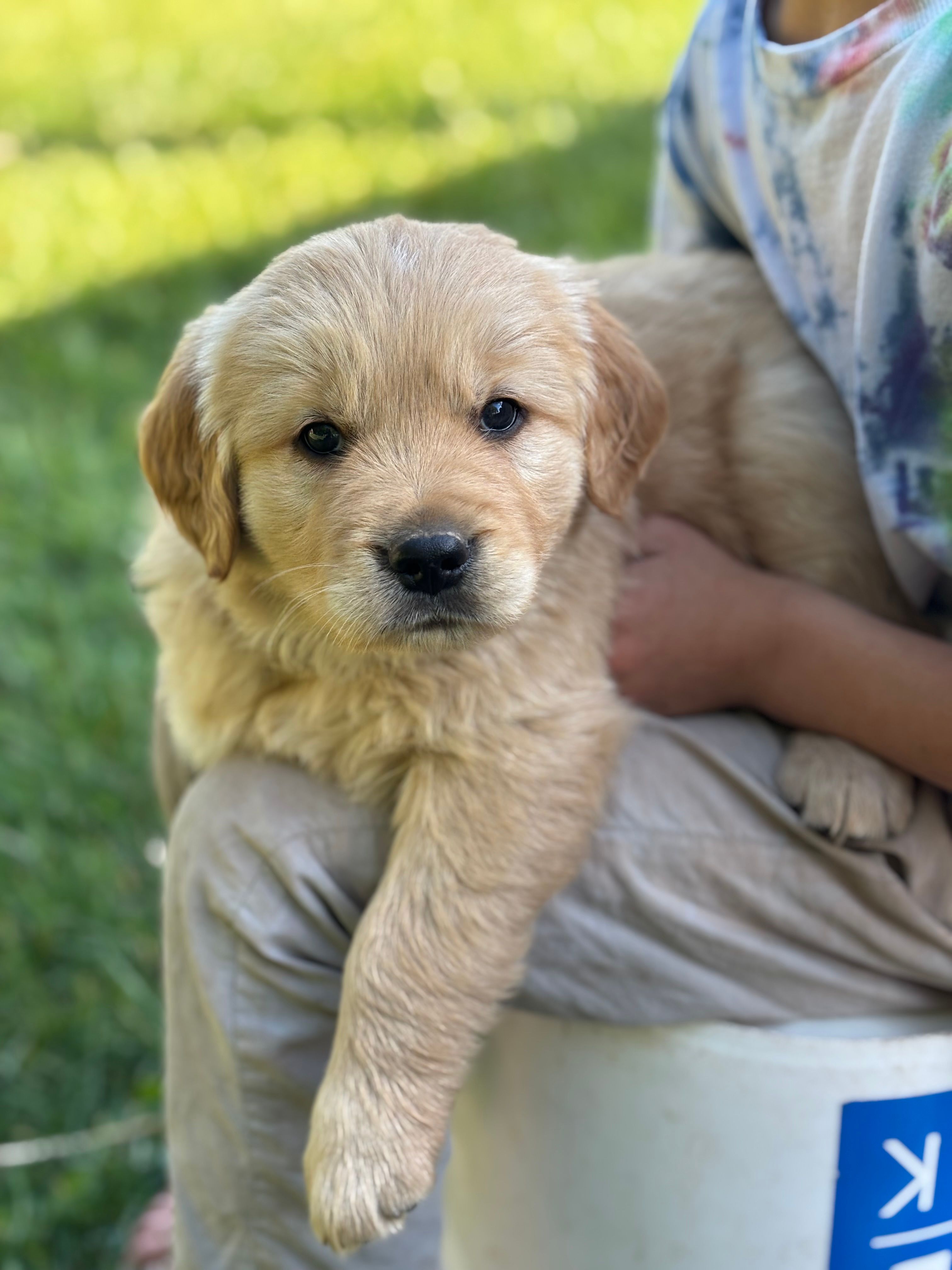 Milo – Golden Retriever puppy for sale in Romney, WV