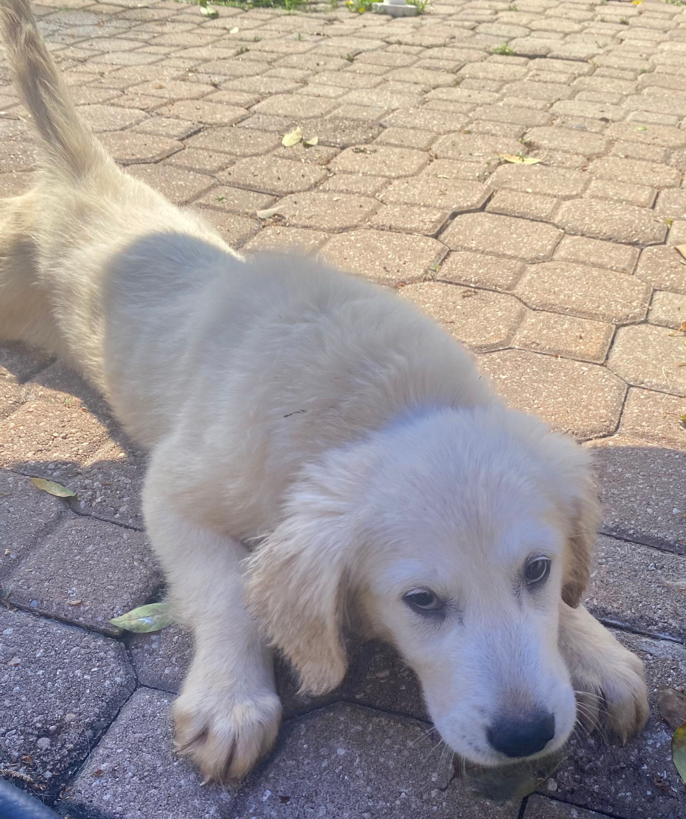 Brad – Golden Retriever, English Cream Golden Retriever puppy for sale in Orlando, FL