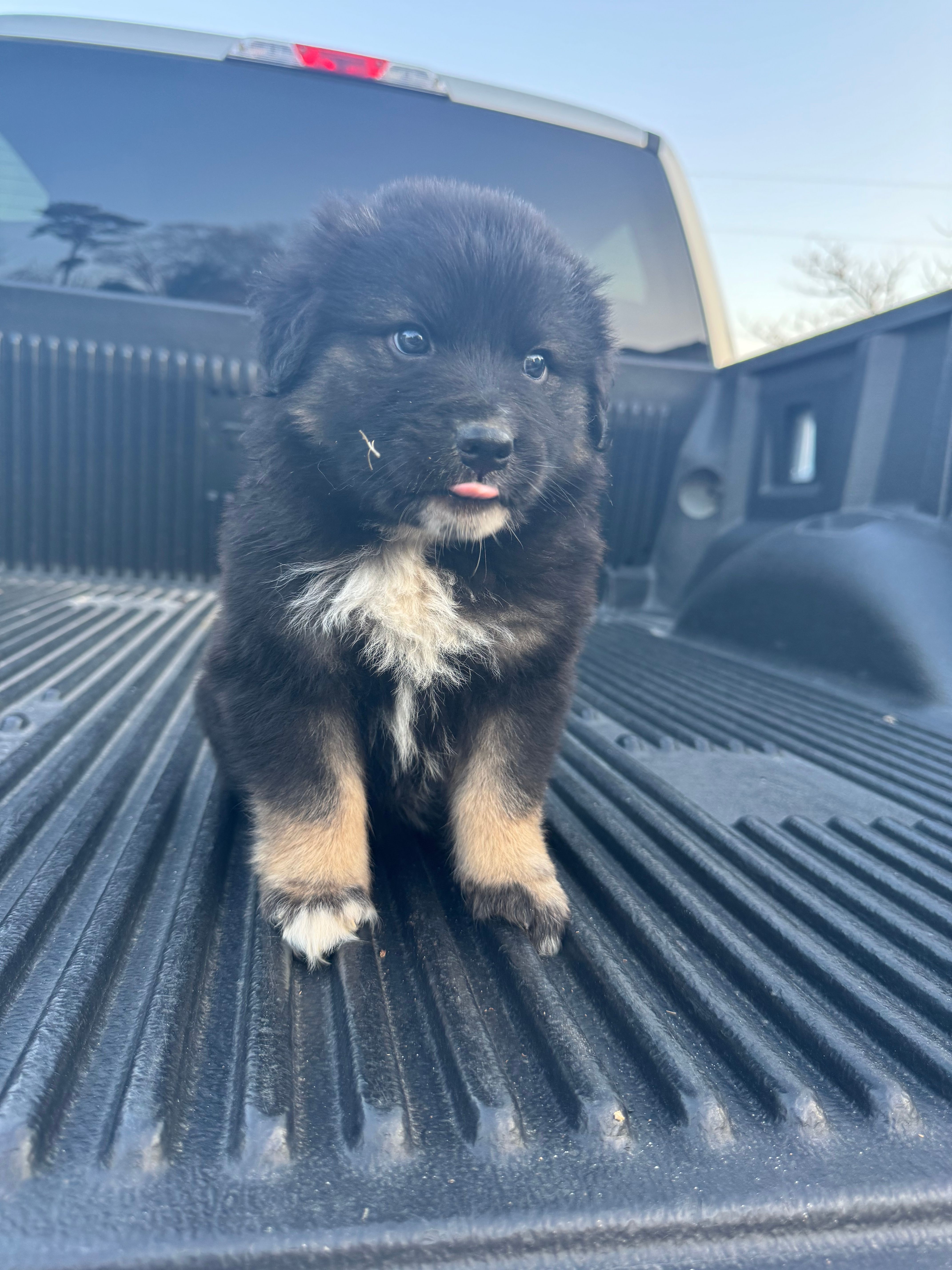 Yogi  – Australian Shepherd puppy for sale in Warsaw, NC