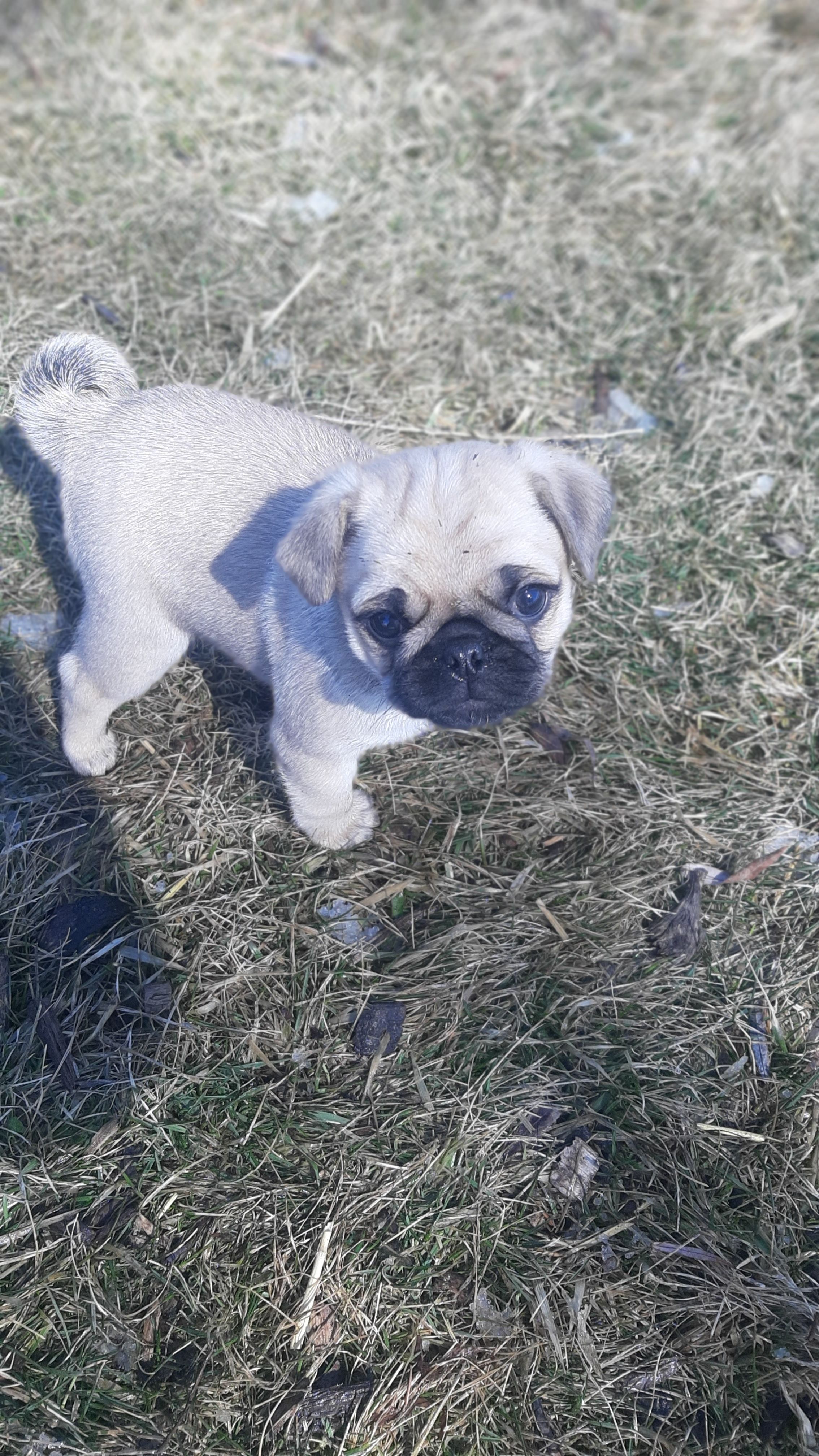 Buddy – Pug puppy for sale in Charles City, IA