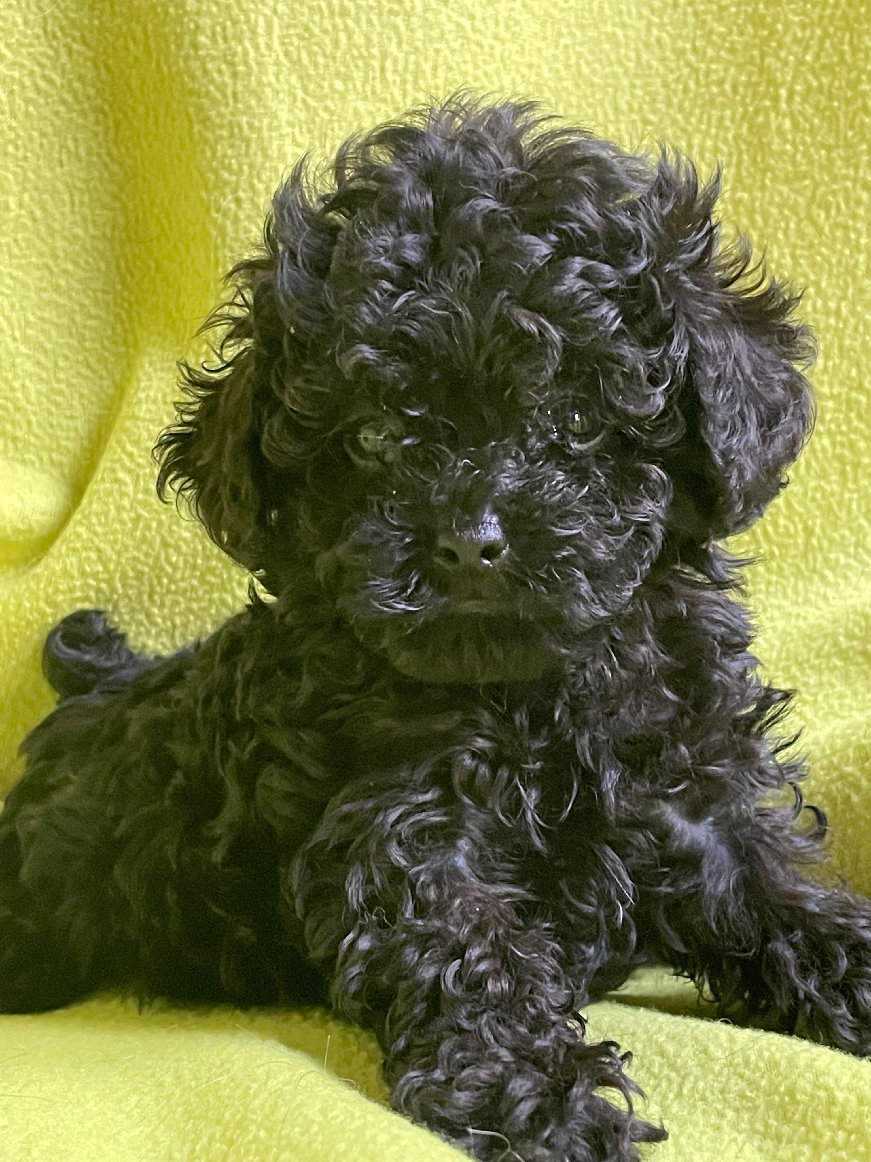 Black Jack – Poodle - Toy  puppy for sale in Lafayette, LA