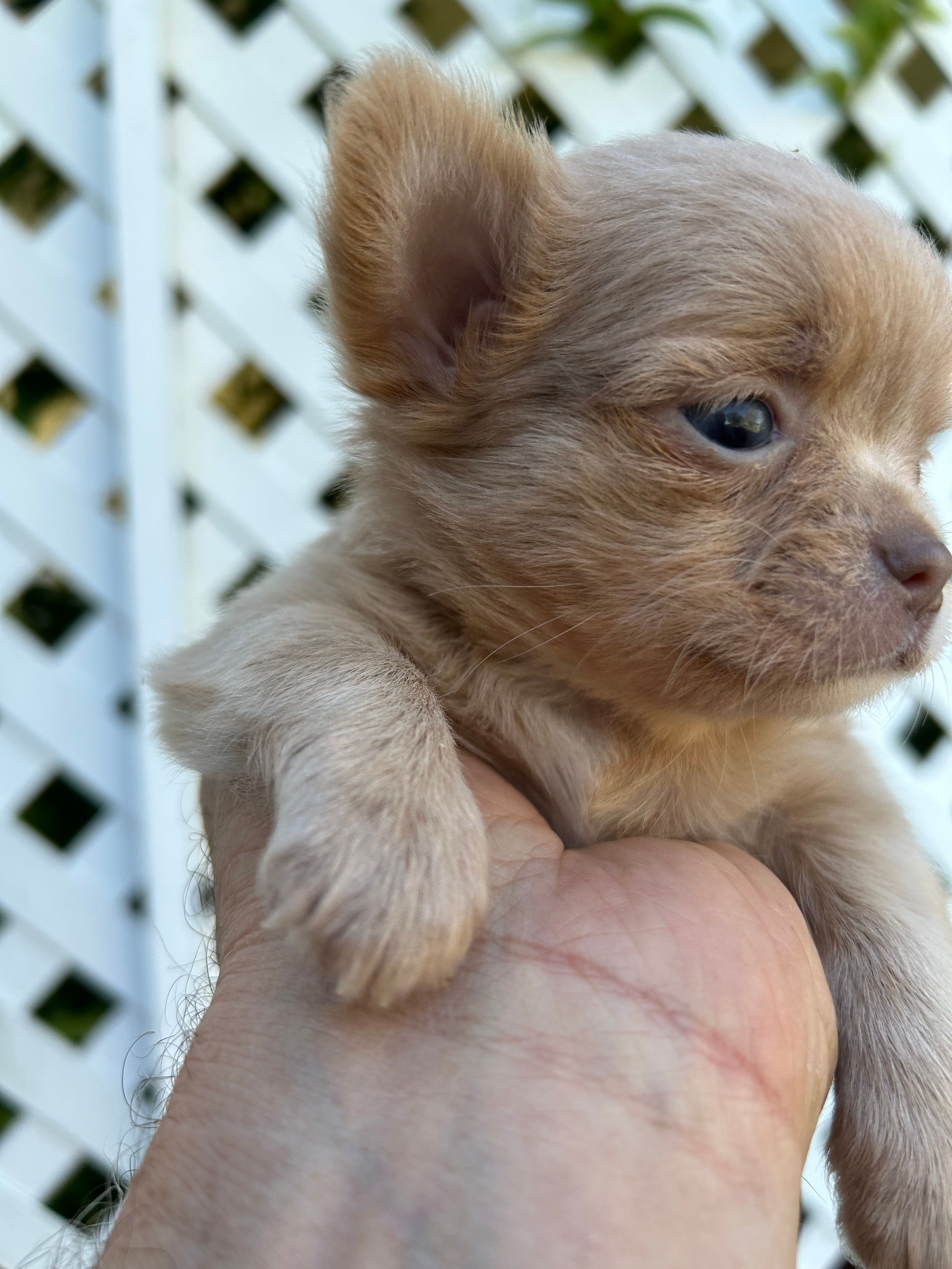 Pablo – Chihuahua puppy for sale in Lafayette, LA