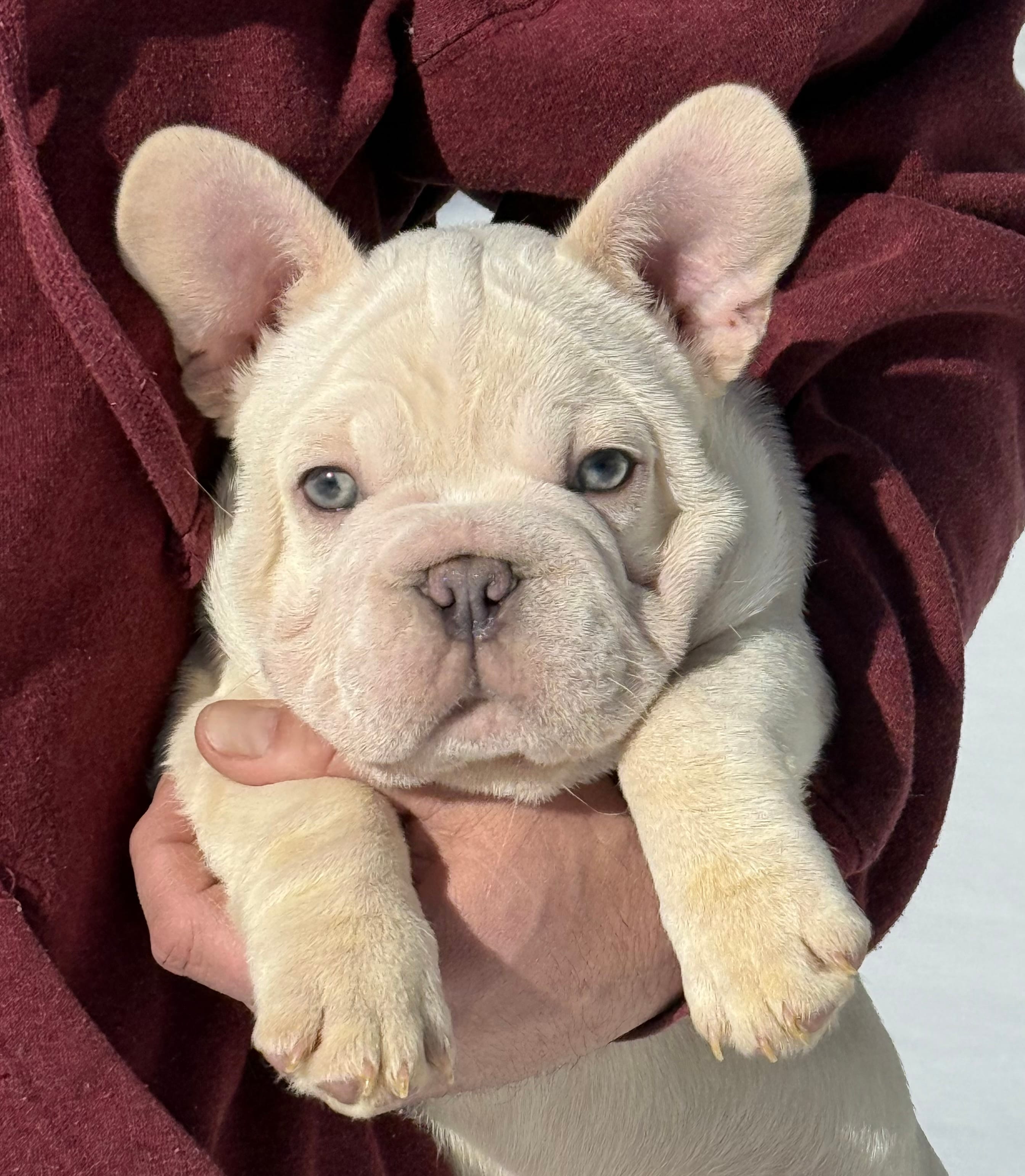 Armani Big Rope – French Bulldog puppy for sale in Syracuse, NY