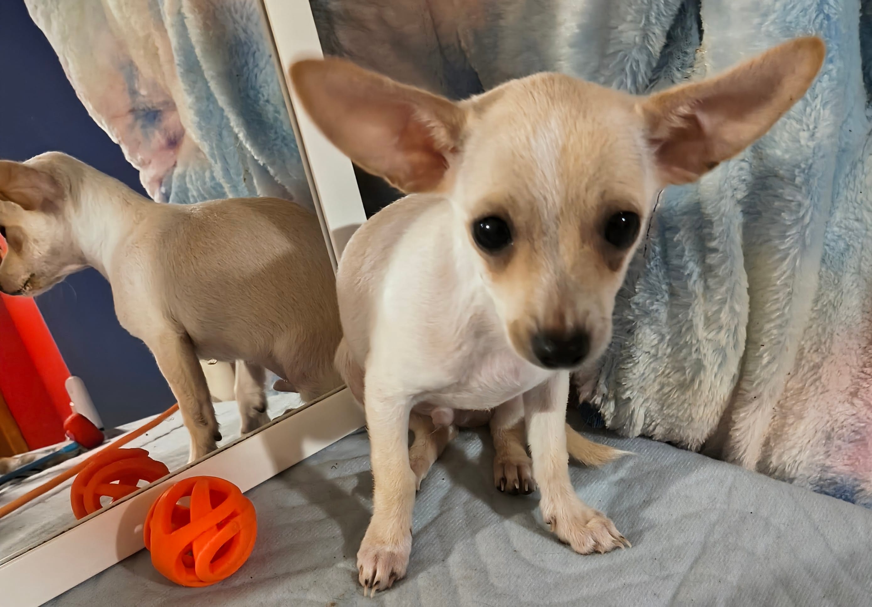 Benji – Chihuahua puppy for sale in Lebanon, MO