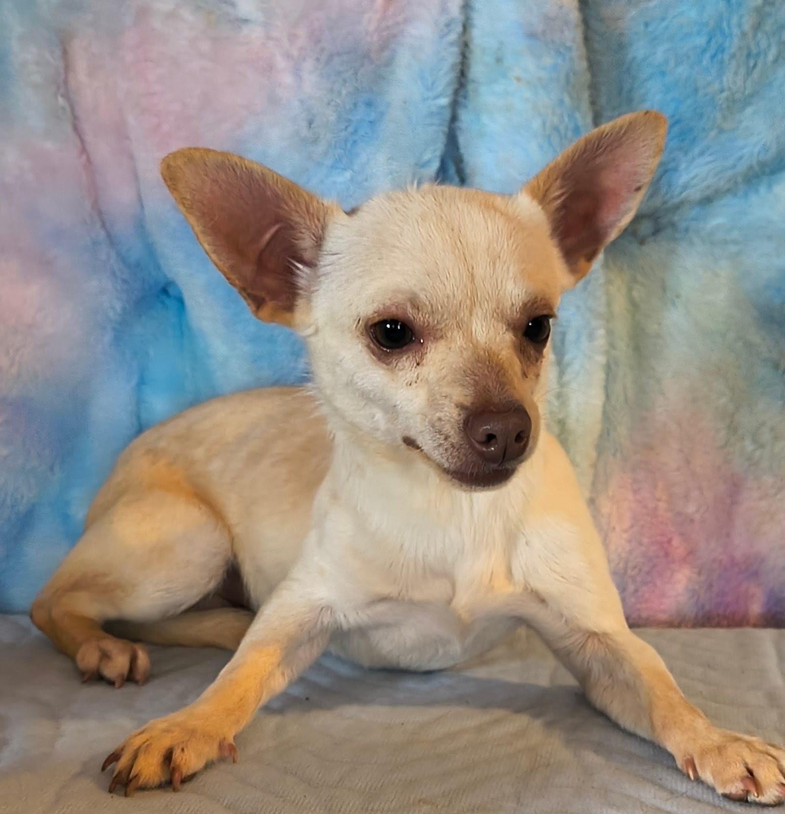 Max  – Chihuahua puppy for sale in Lebanon, MO