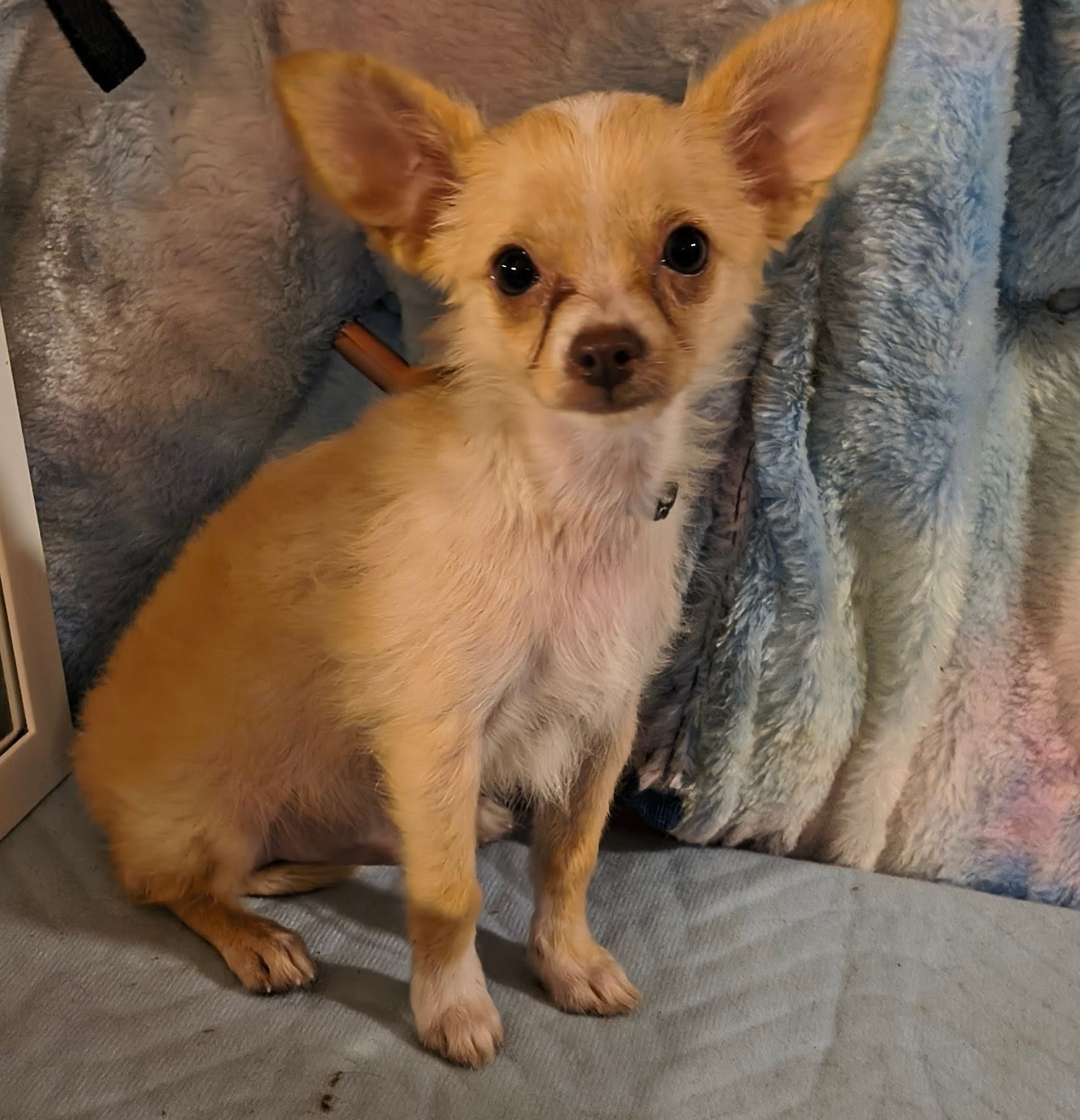 Rimi – Chihuahua puppy for sale in Lebanon, MO