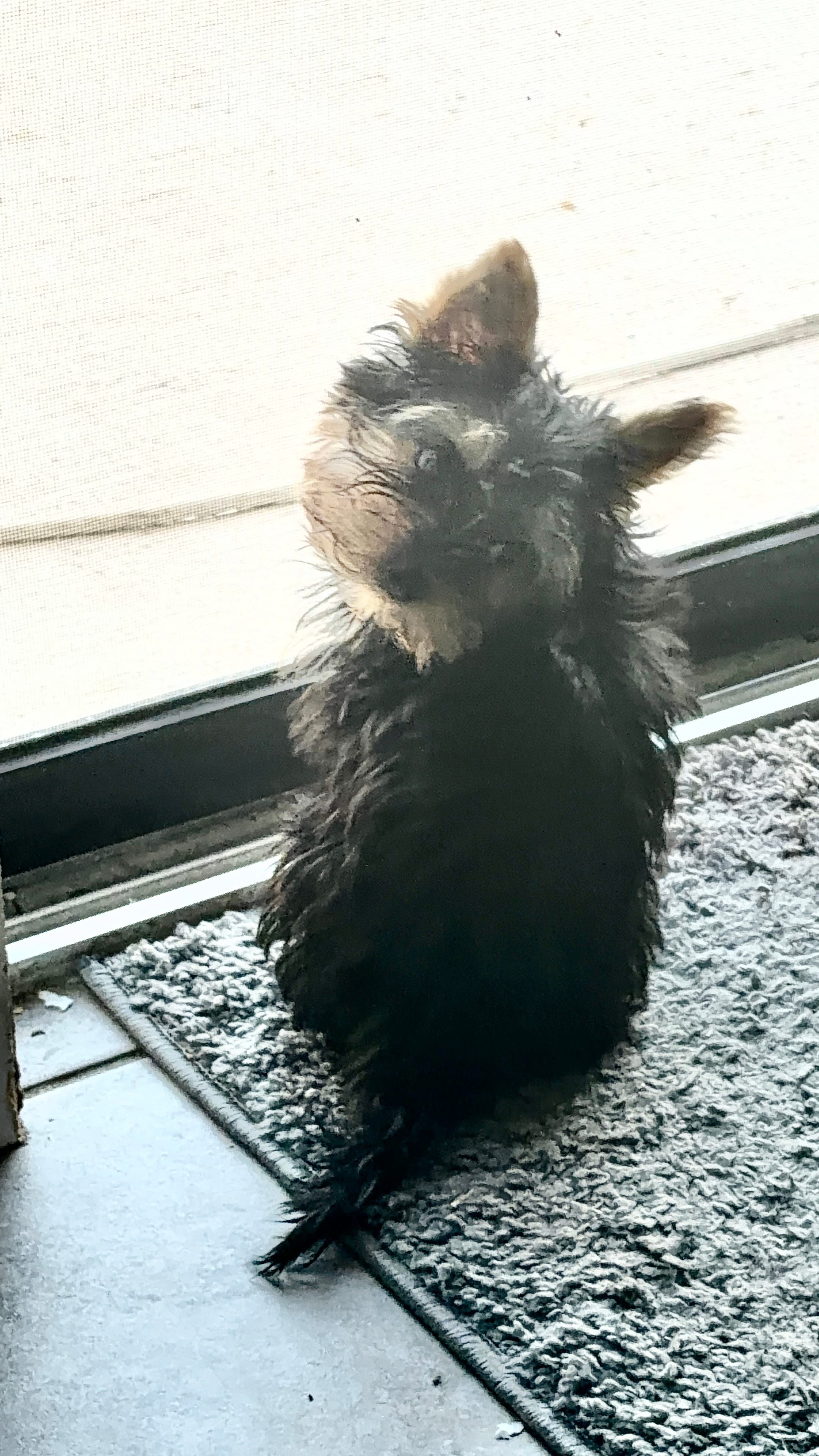 Sammy – Yorkshire Terrier puppy for sale in Riverview, FL