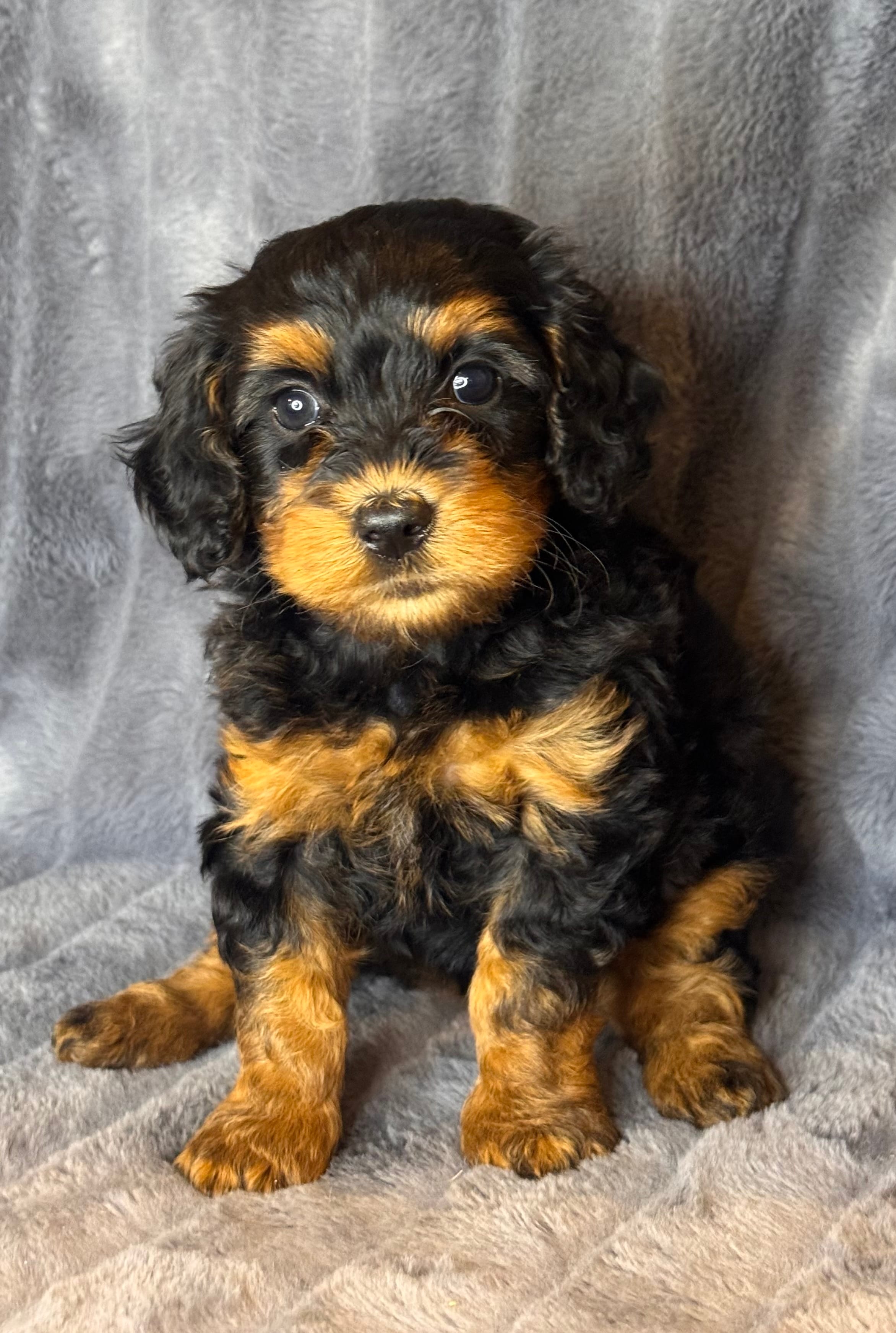 Layla – Bernedoodle puppy for sale in Columbus, KS