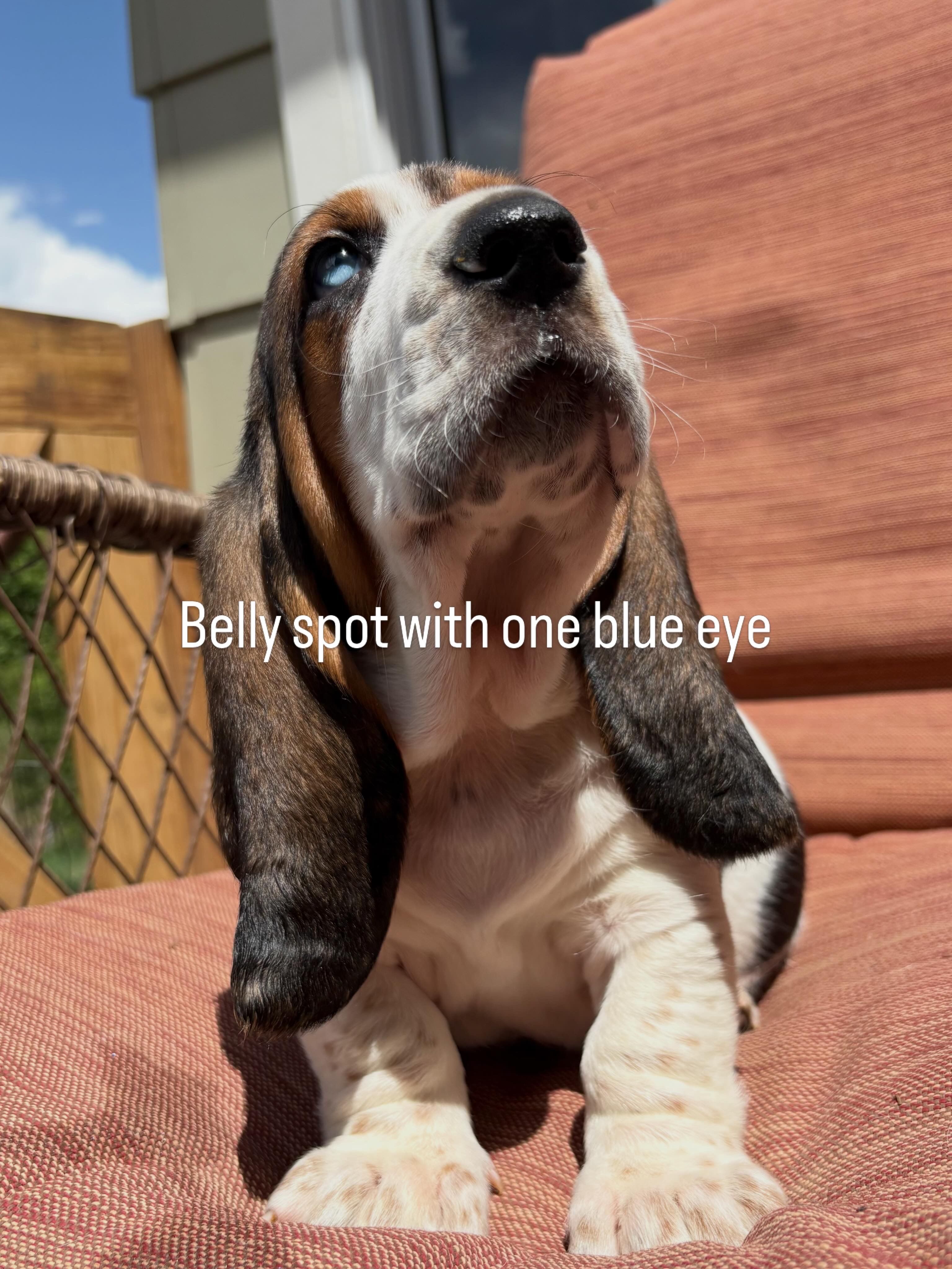 Belly spot – Basset Hound puppy for sale in Colorado Springs, CO
