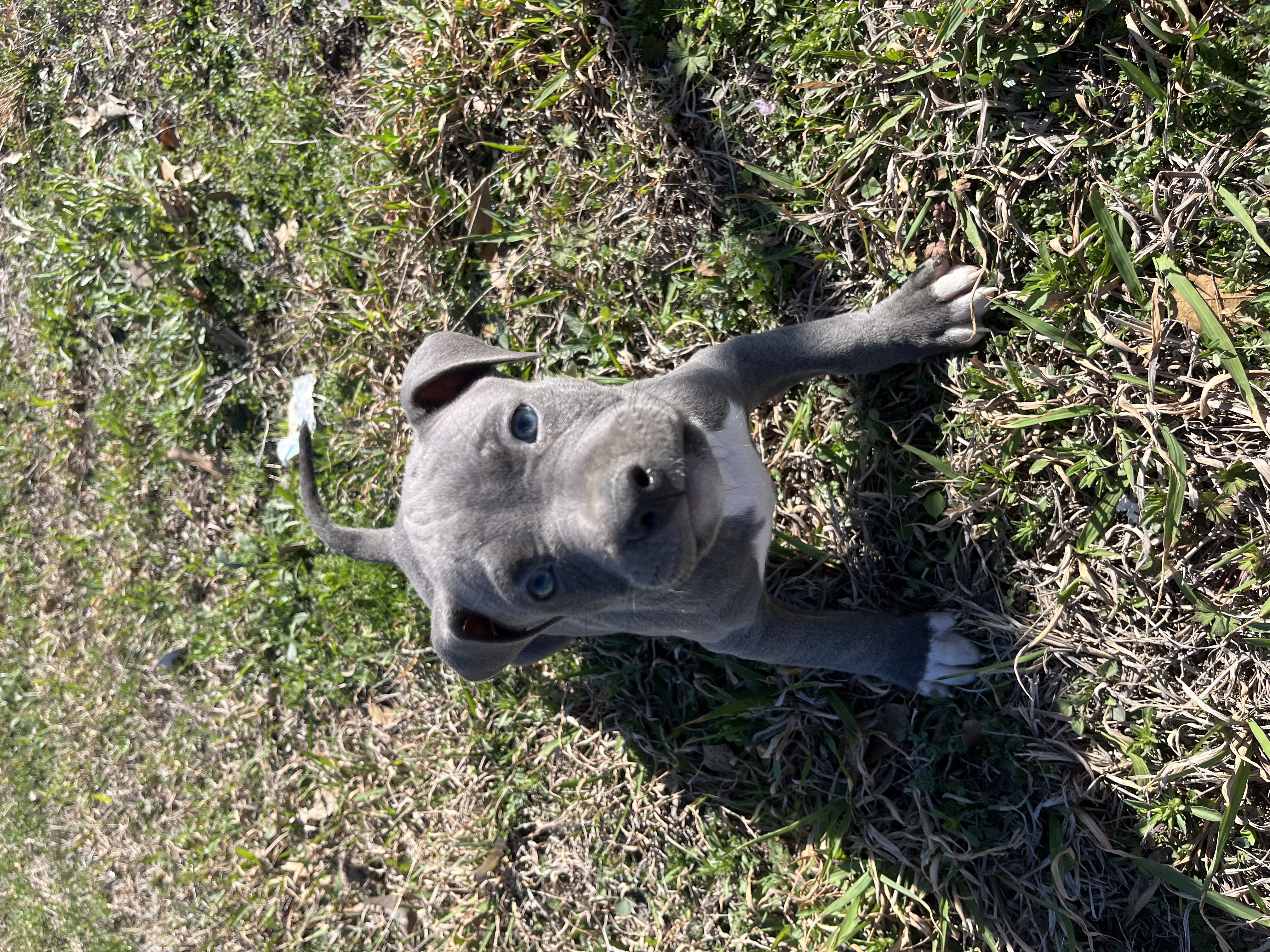American pitbull puppy