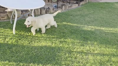 Rocco, a male Goldendoodle and Poodle - Standard  for sale in Phoenix, AZ – 2 of 4