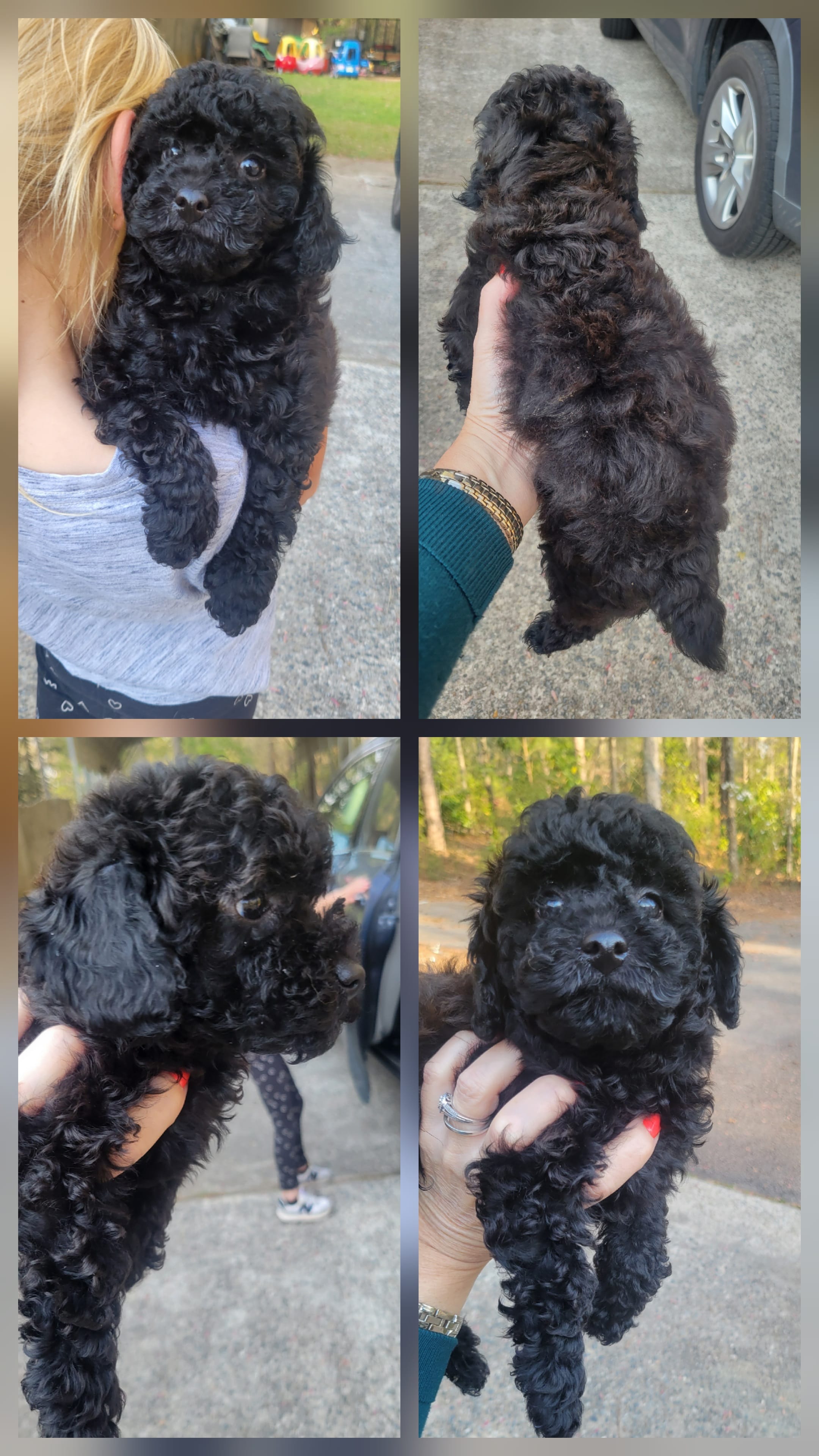 Ebony – Poodle - Toy  puppy for sale in Pine Mountain, GA