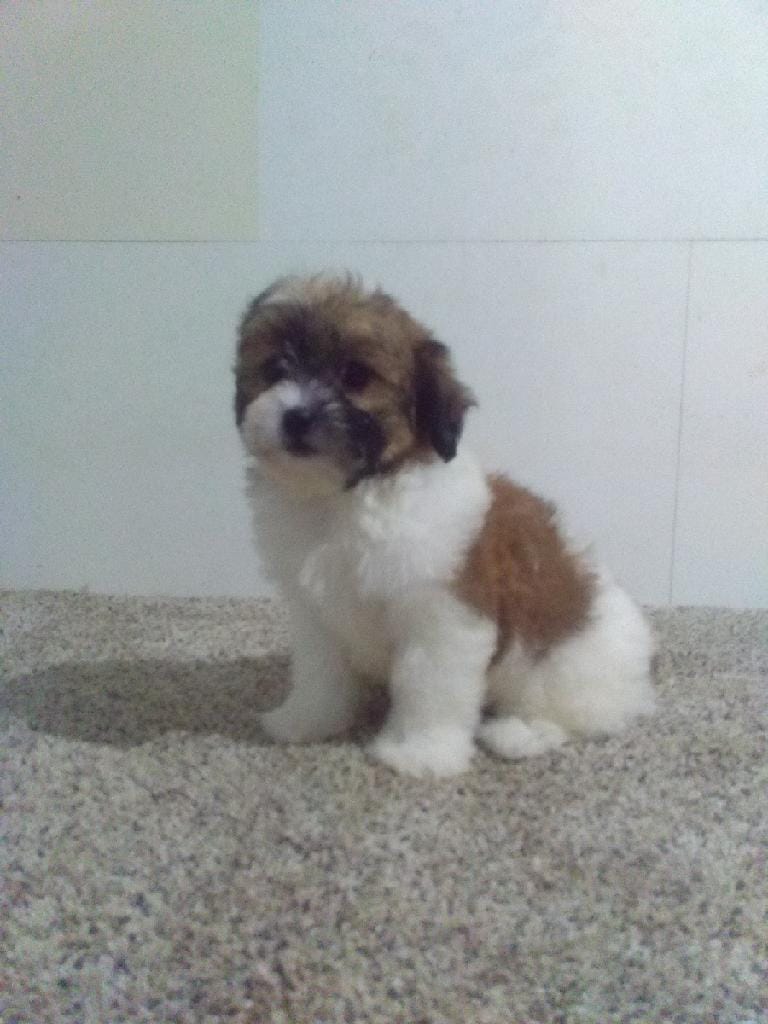 Tabitha – Shih Tzu puppy for sale in Barnegat, NJ