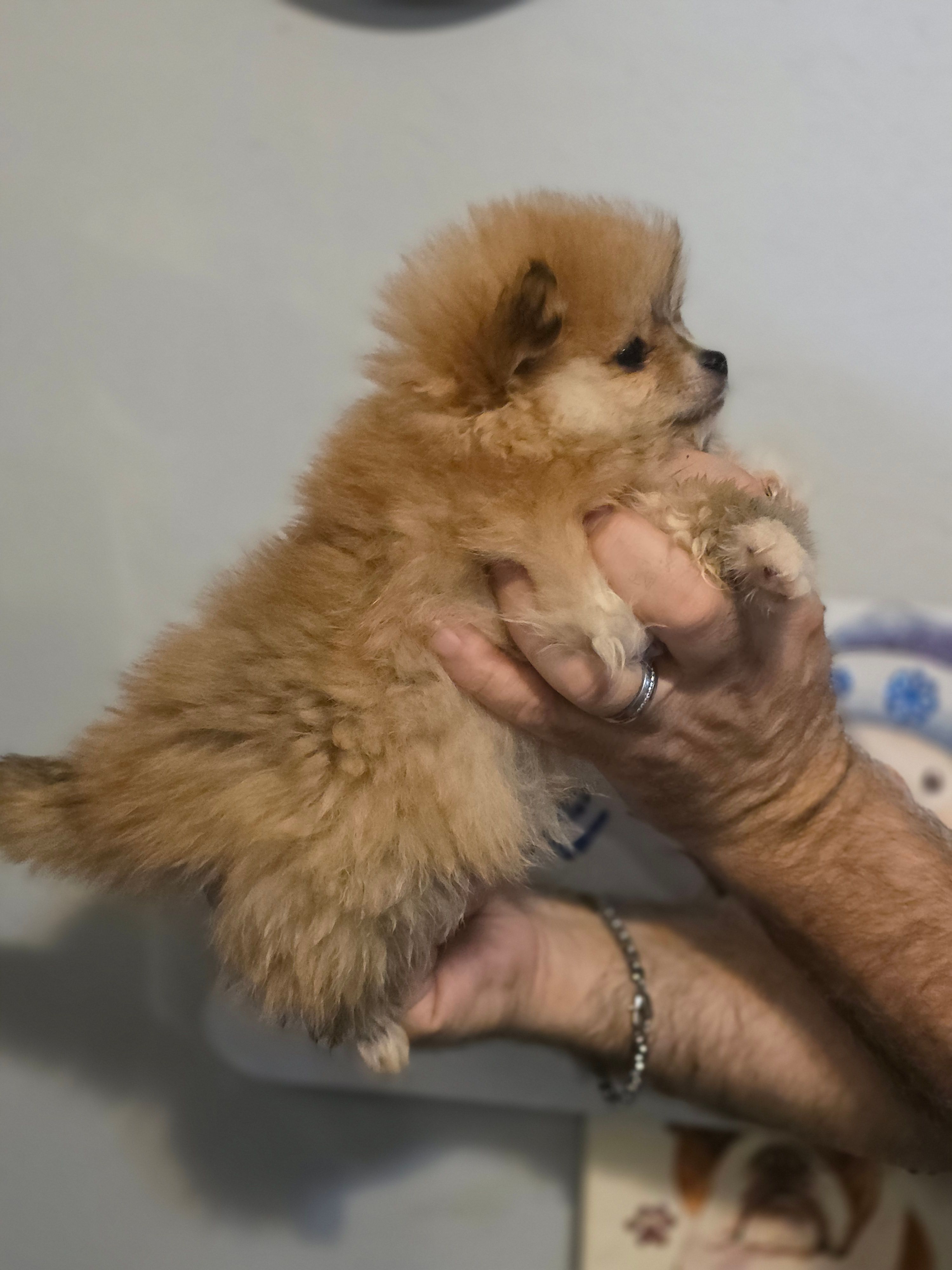 Sable  – Pomeranian puppy for sale in Barnegat, NJ