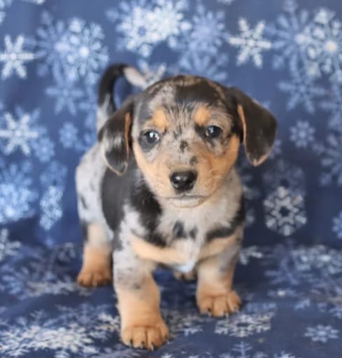 Stalla – Miniature Dachshund puppy for sale in Barnegat, NJ