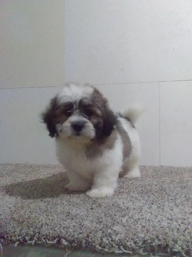 CJ – Shih Tzu puppy for sale in Barnegat, NJ