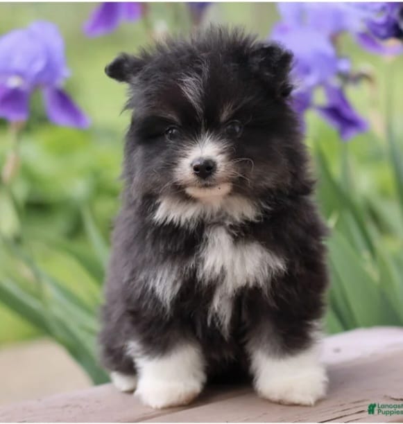 Max – Pomsky puppy for sale in Barnegat, NJ
