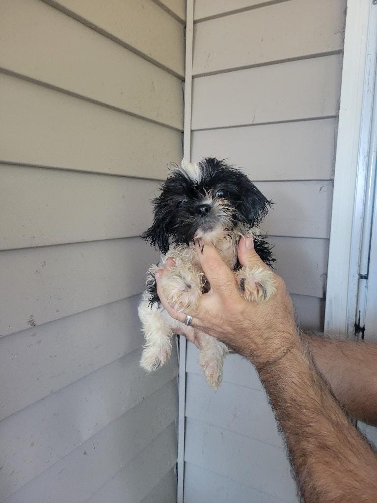 Peggy  – Shih Tzu puppy for sale in Barnegat, NJ